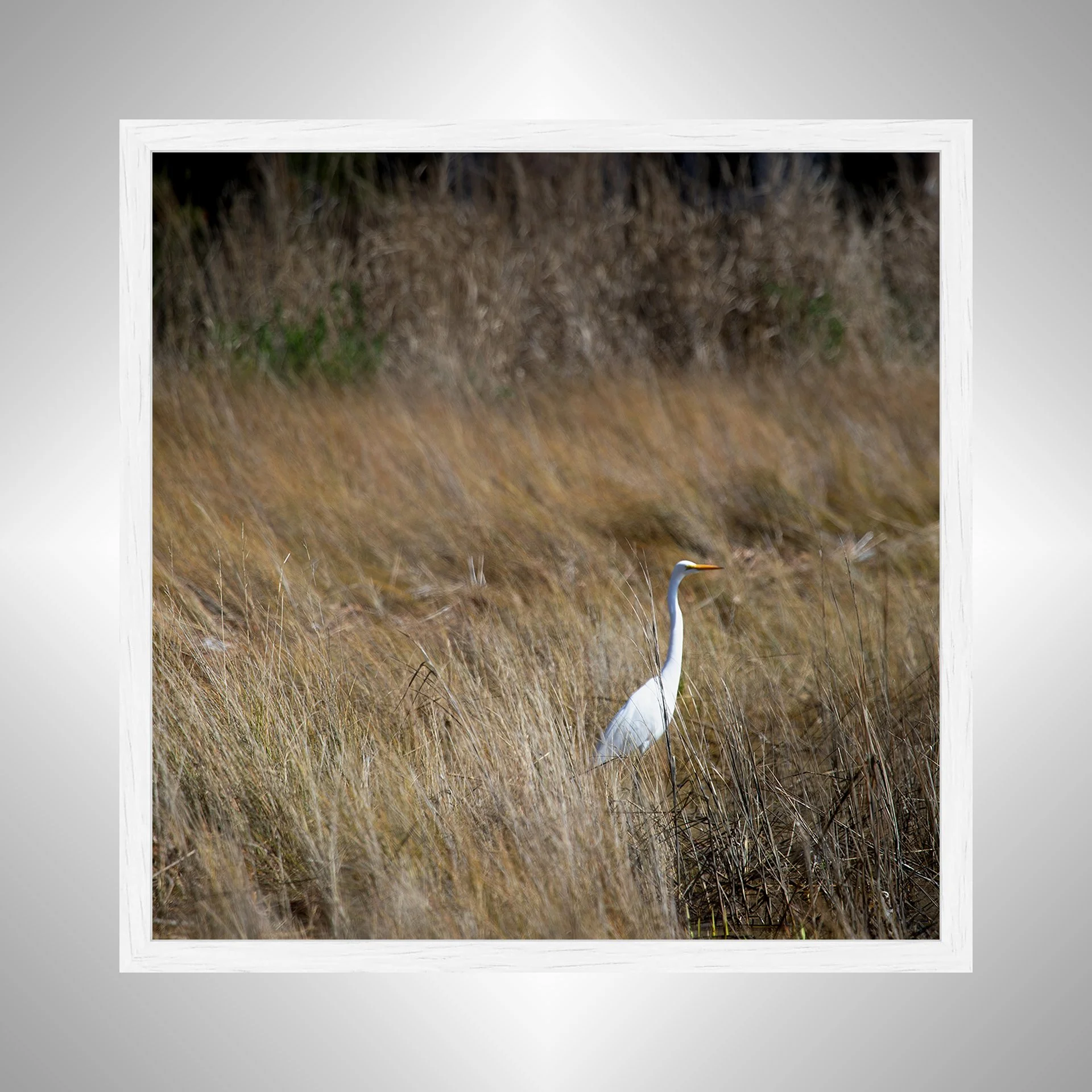 1:1 Sitting Egret (Square)- White Wood.jpg