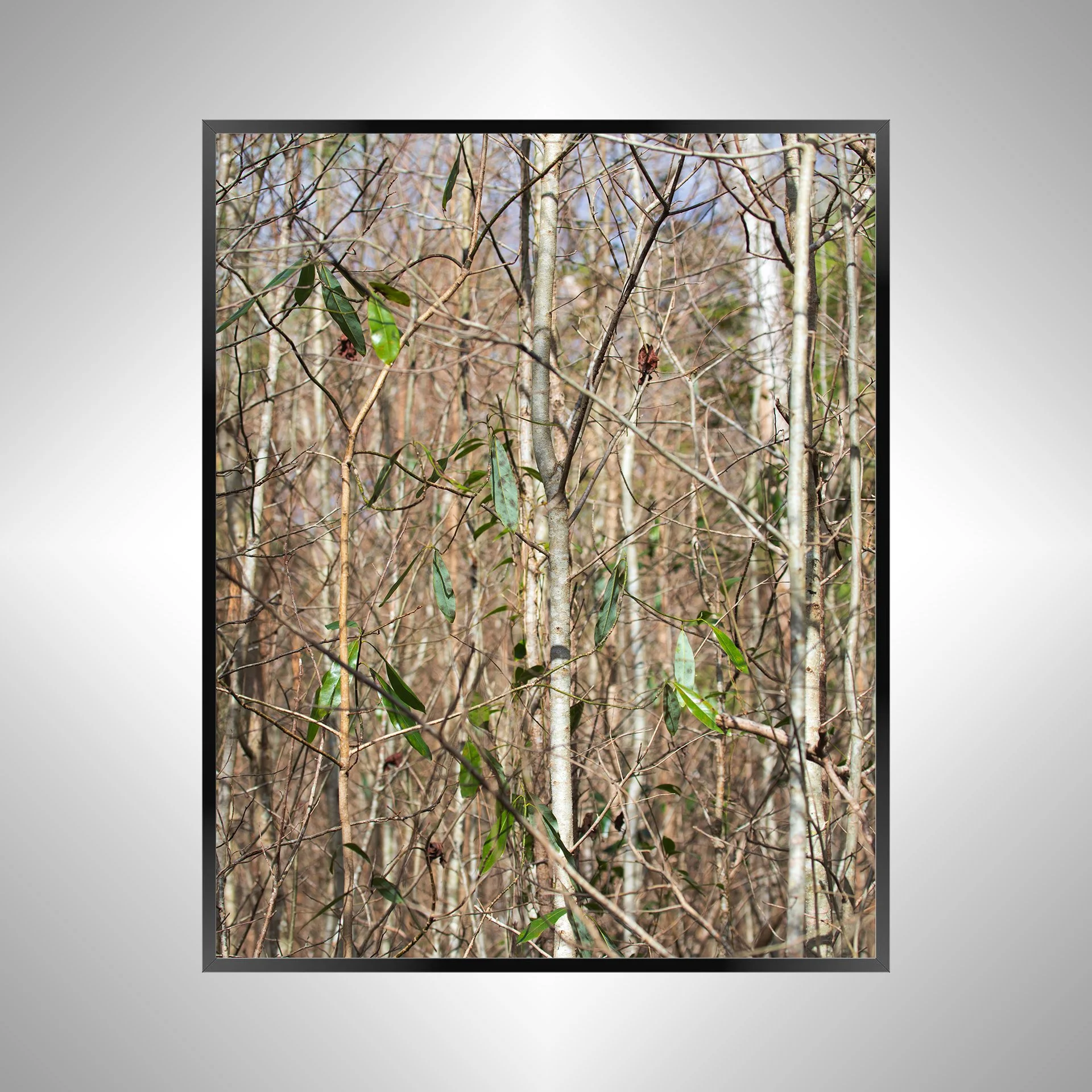 1/10 Hermitage Foliage