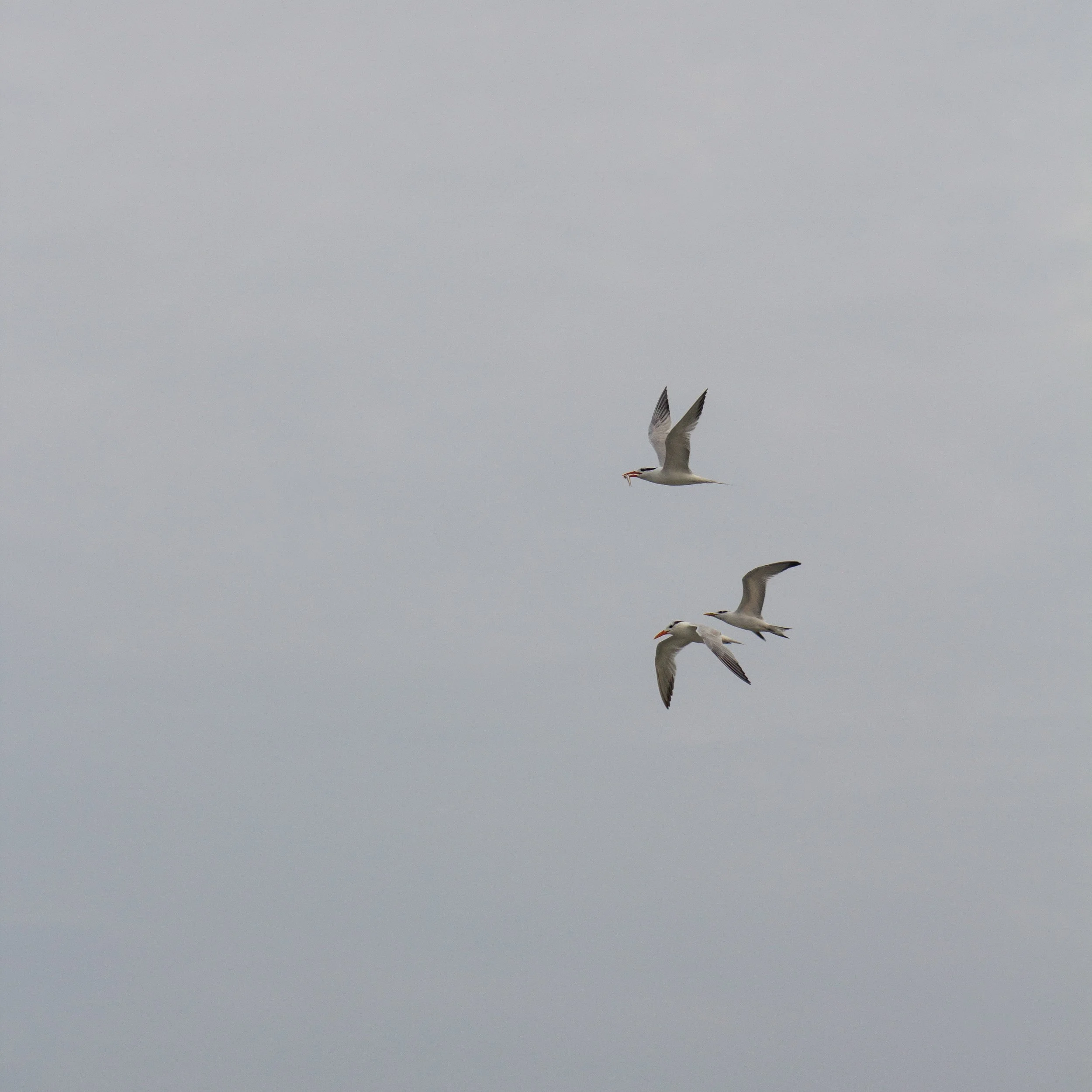 1:1 Common Tern Family Breakfast (Square).jpg