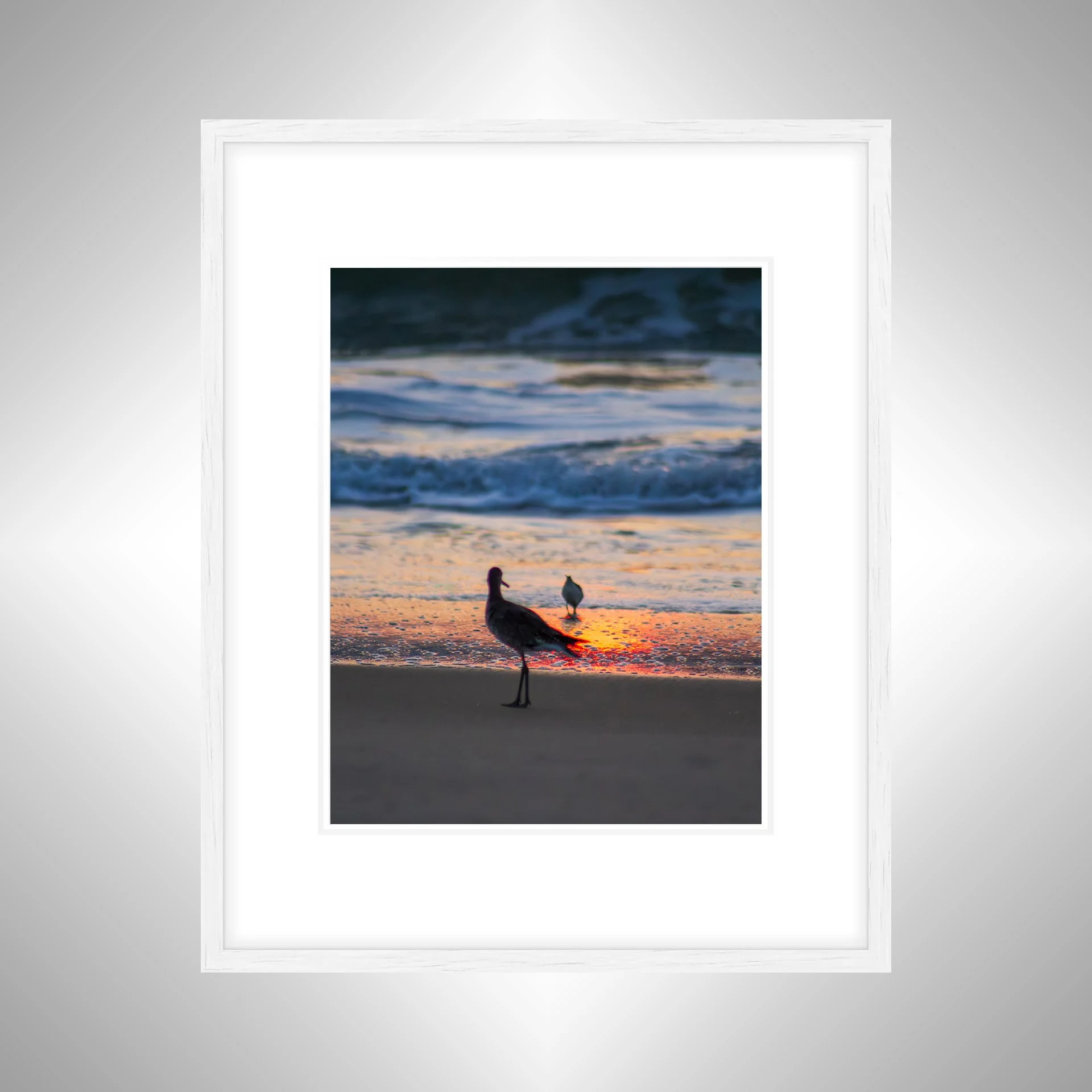 1:1 Willets at Sunrise- White w: Border.jpg