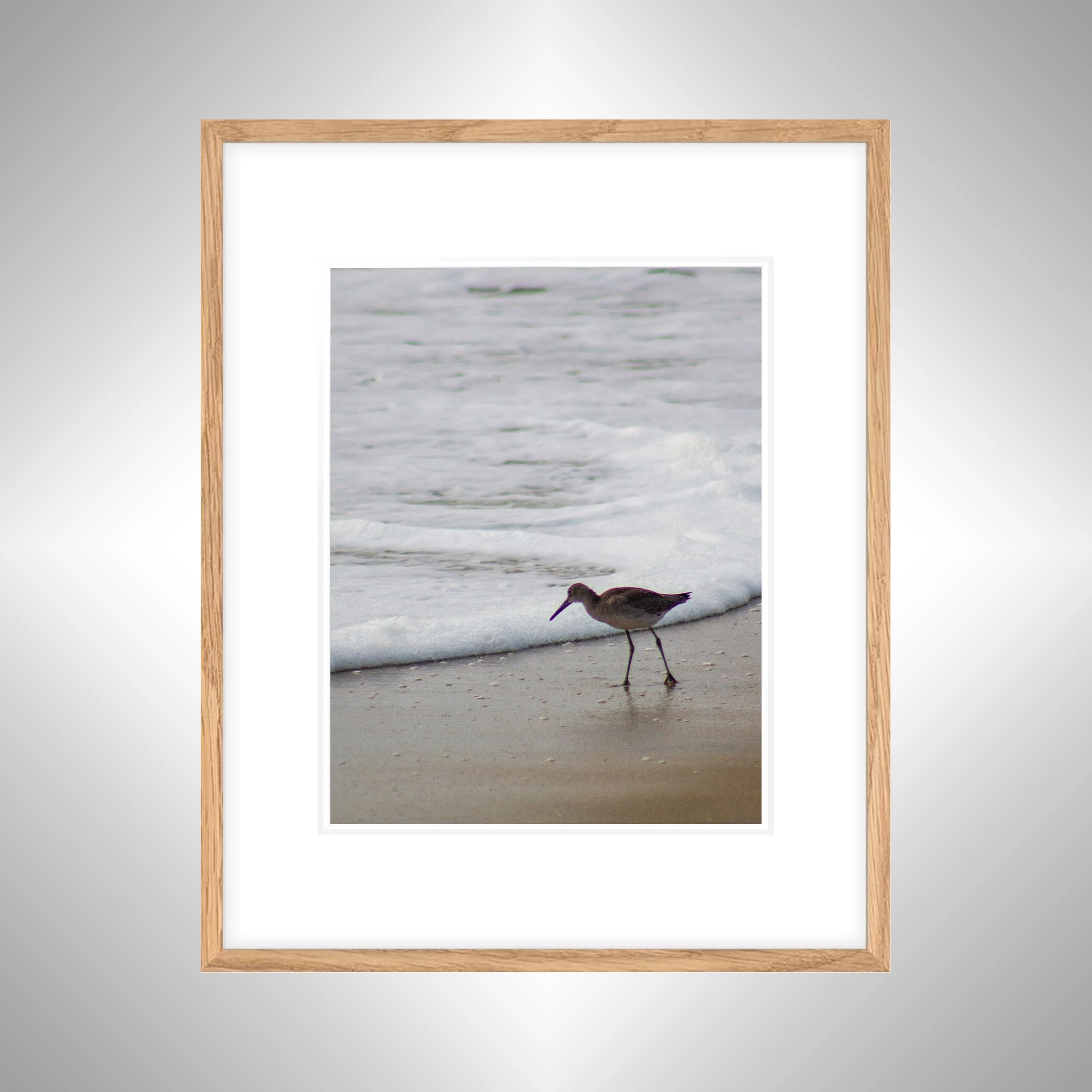 1:10 Willet at Beach Searching-wwb NATTY WB.jpg