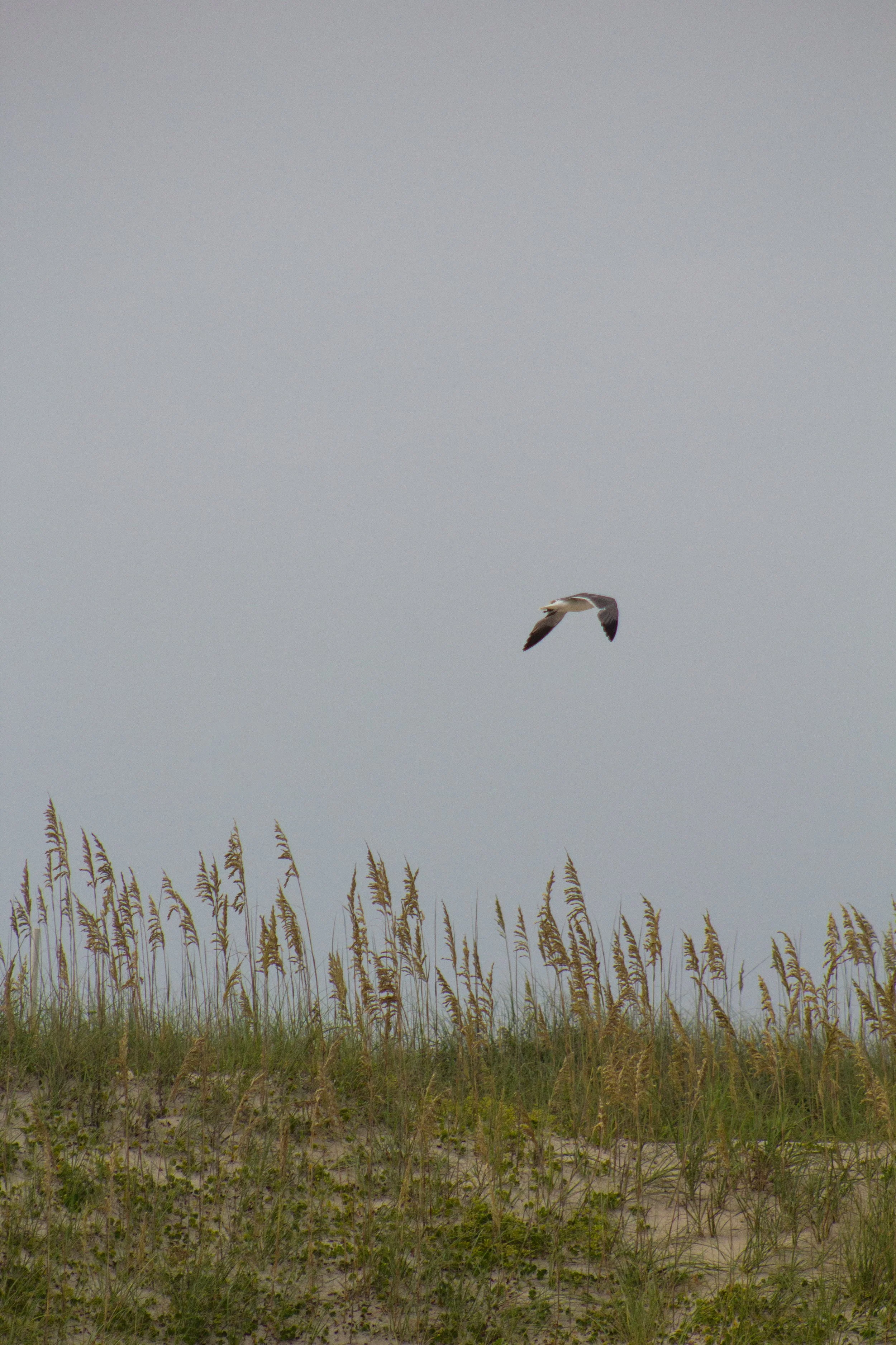 1:1 Seagull with Sea Oats.jpg