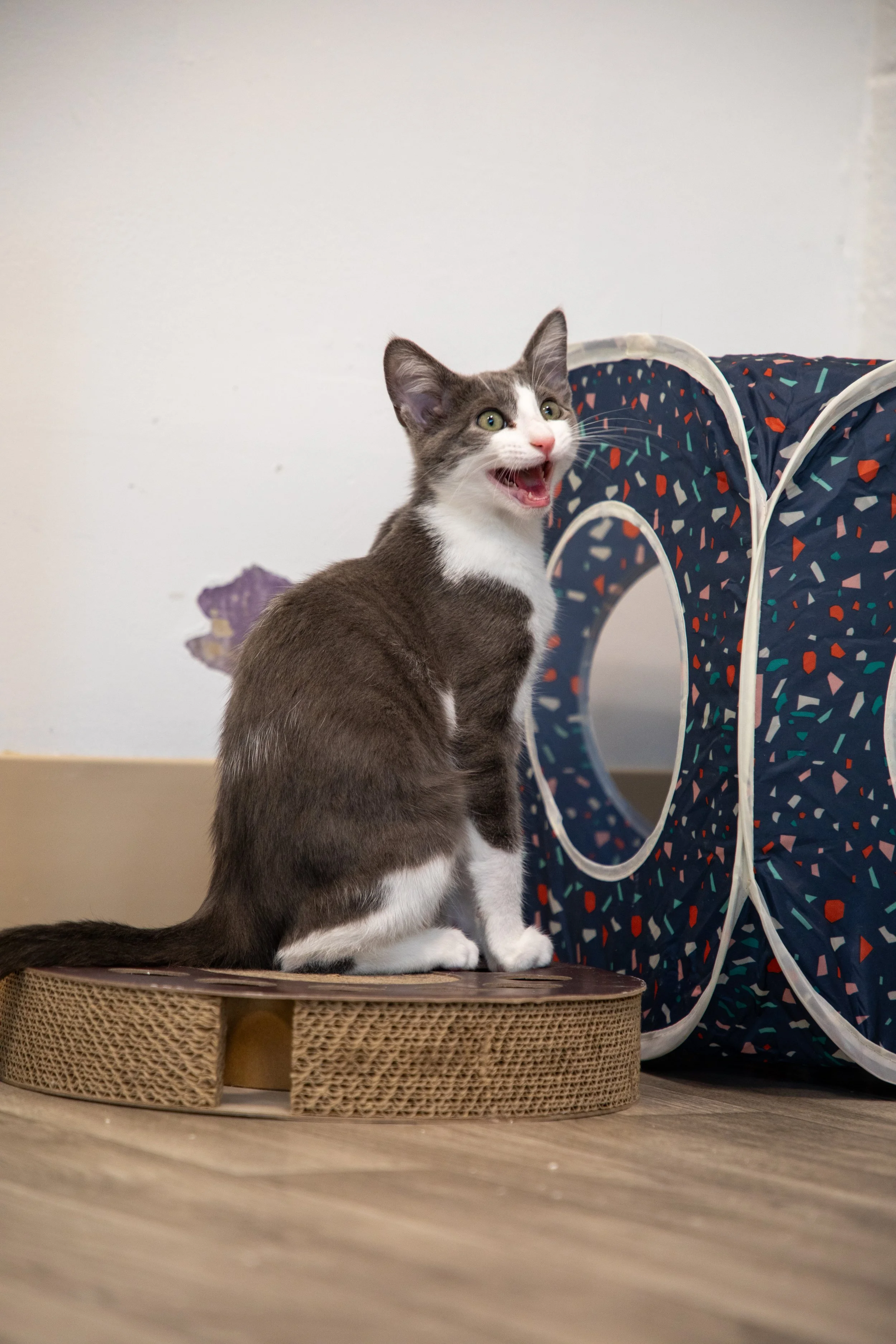 Will Locke Pet Photography- Hope For Life 12:28:2025 106.jpg