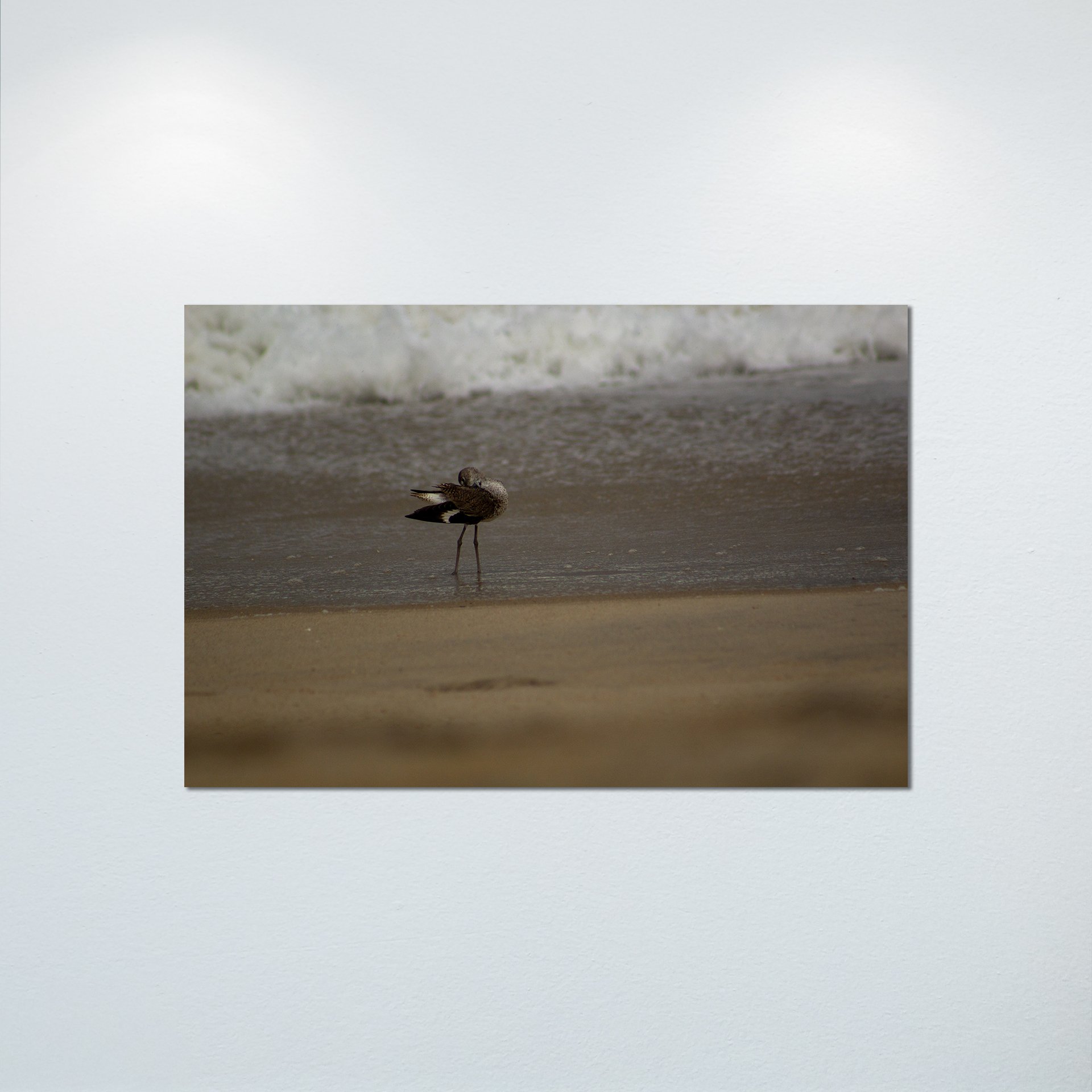 1:1 Willet Cleaning- Poster & Canvas.jpg