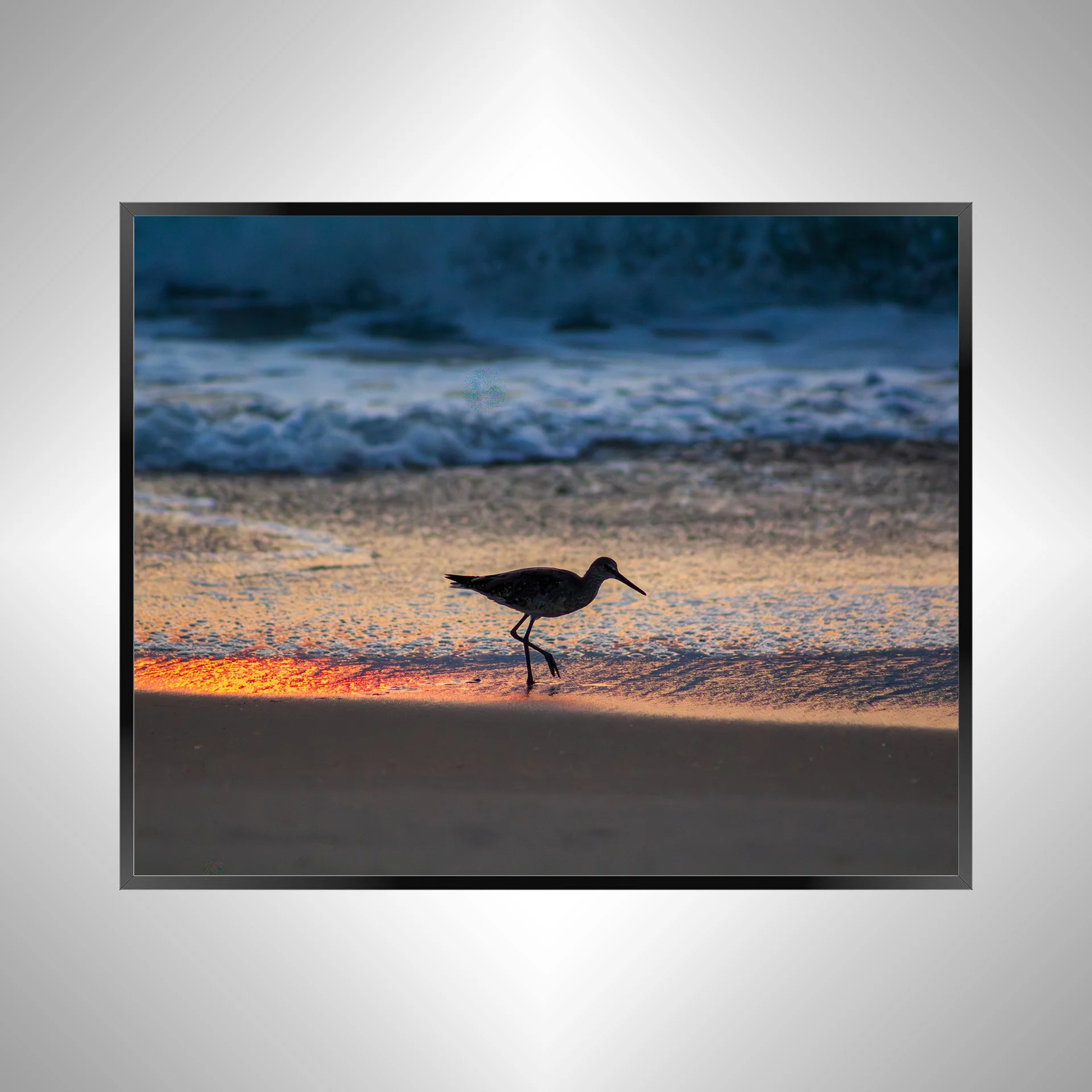 1/1 Willet Step