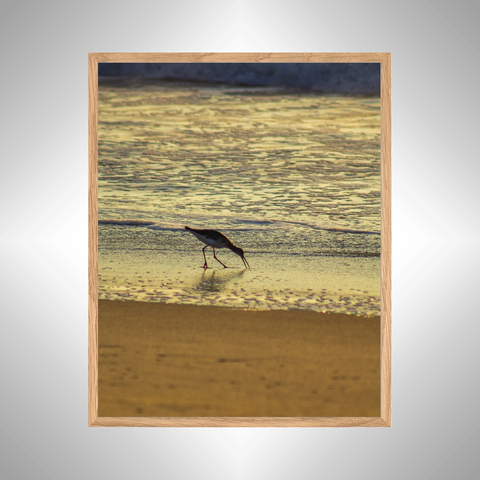 1:1 Willet Eating at Sunrise- White copy NATTY.jpg