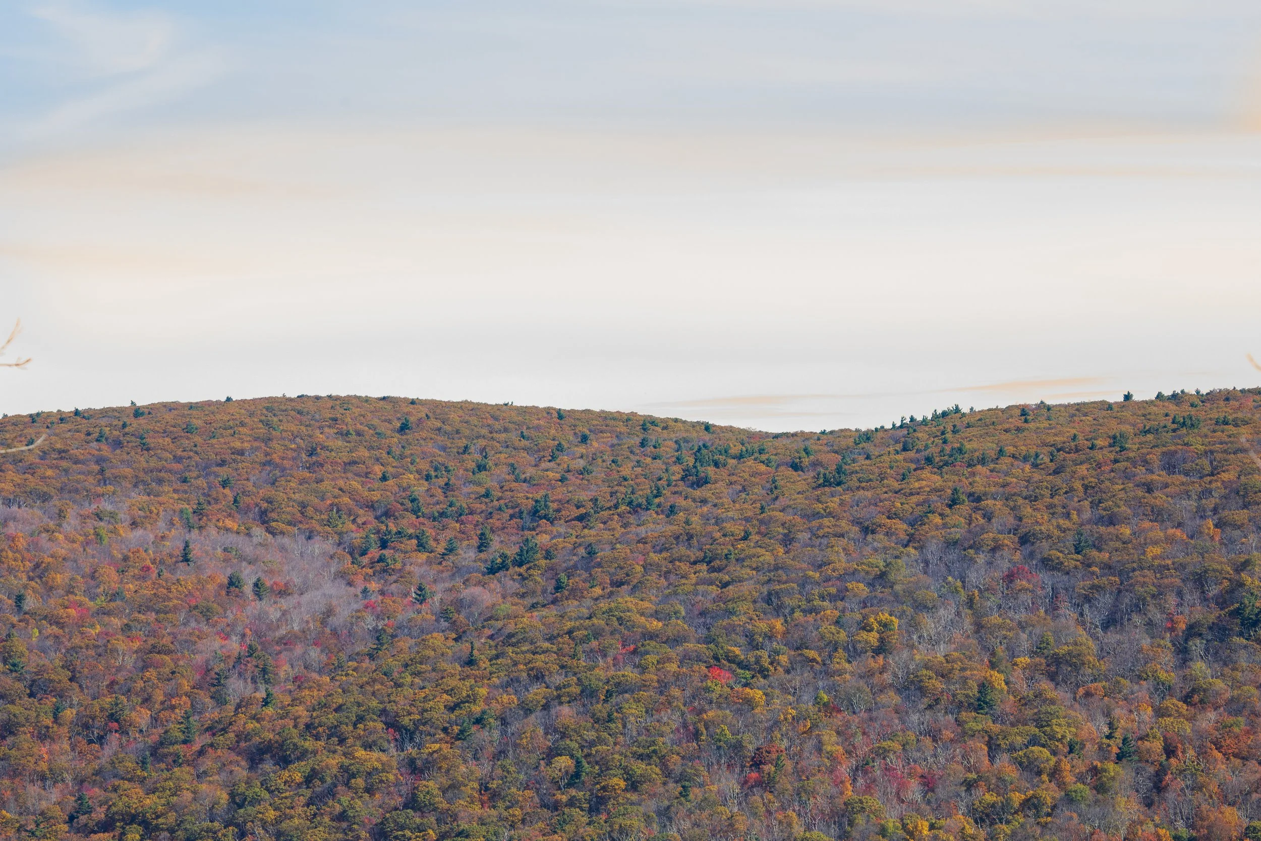 1:1 Shenandoah Mountain Tree Canopy at Fall.jpg