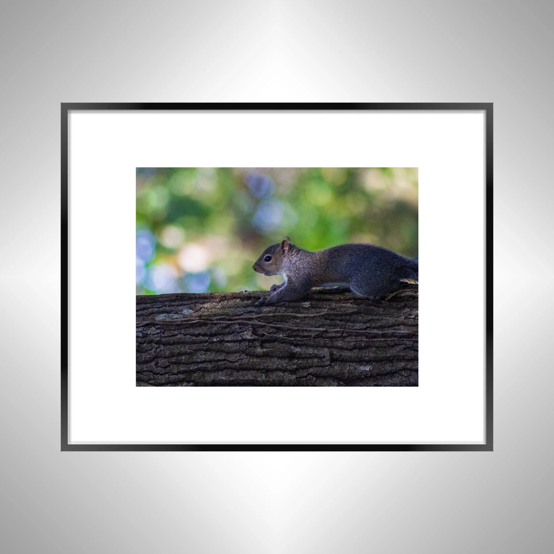 1:1 Squirrel's World- Black w: Border.jpg