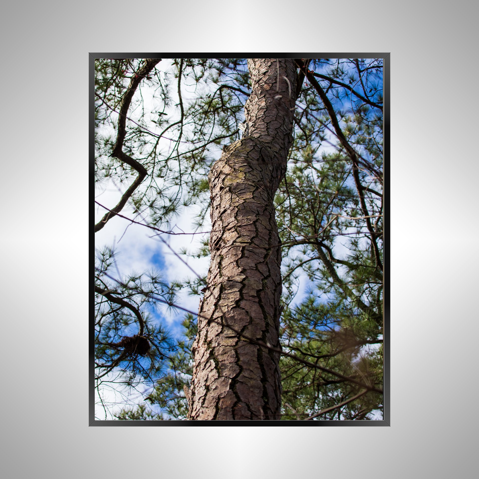 1/1 Seashore State Park Pine Tree Bark