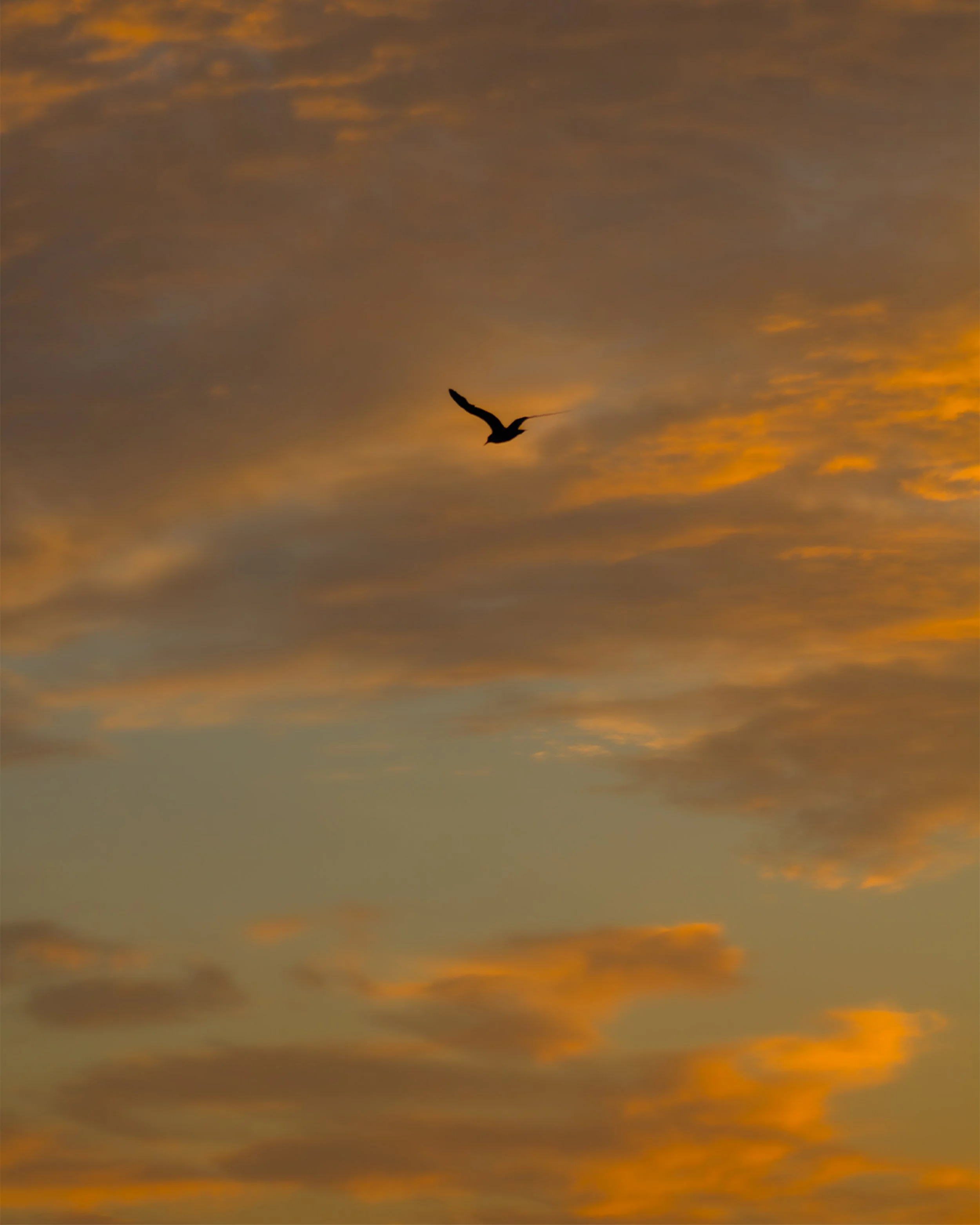 1:1 Seagull Soaring to Sunrise.jpg