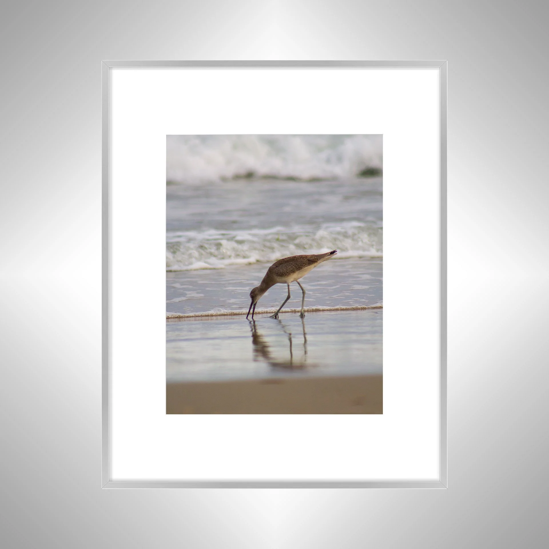 1:1 Willet Eating Reflection- Silver w: Border.jpg