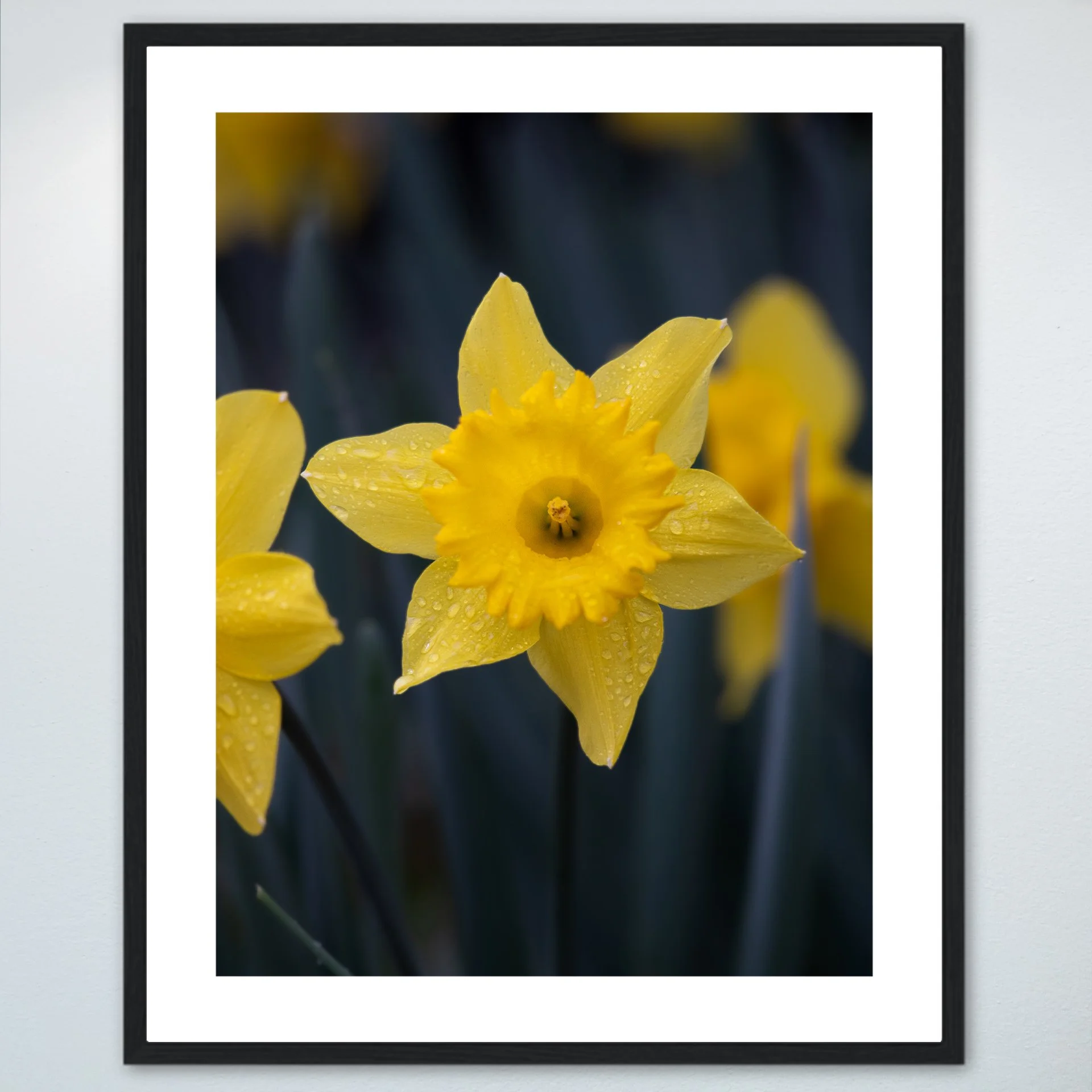 1:10 Yellow King Alfred Daffodil Narcissus- Wood w: Border.jpg