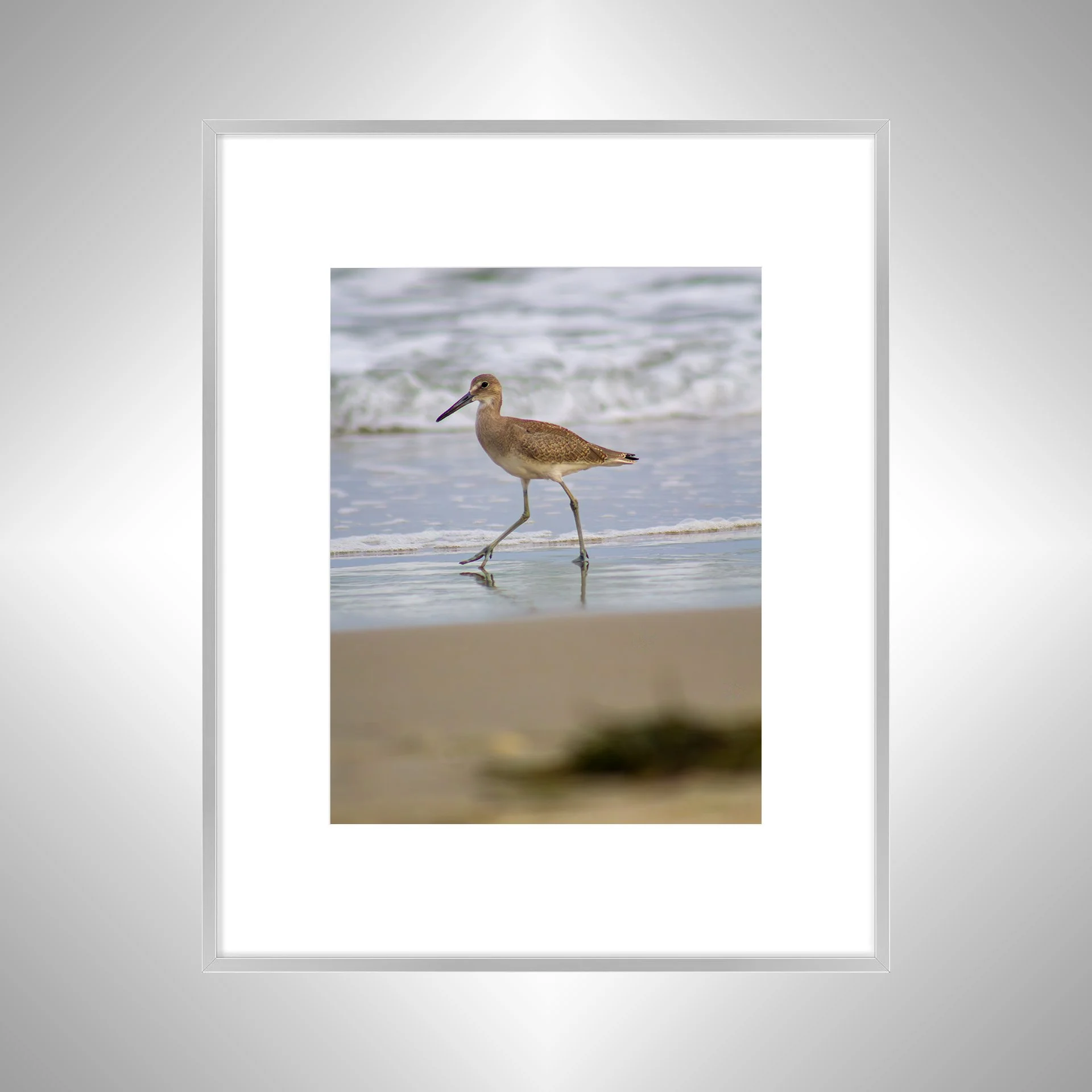 1:1 Willet Walking- silver w: Border.jpg