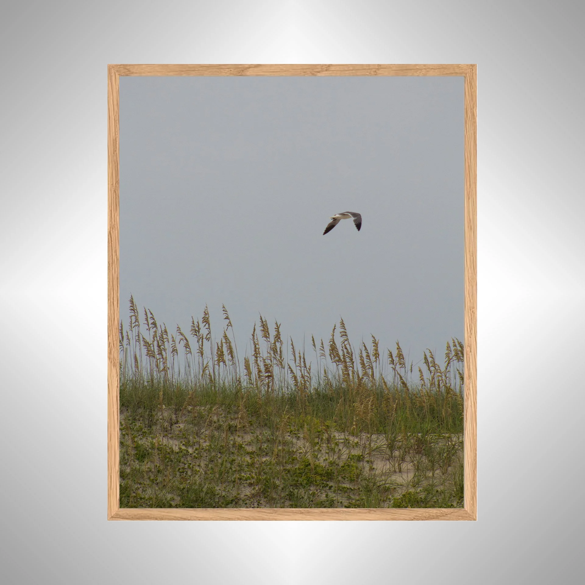 1:1 Seagull with Sea Oats- White copy NATTY.jpg