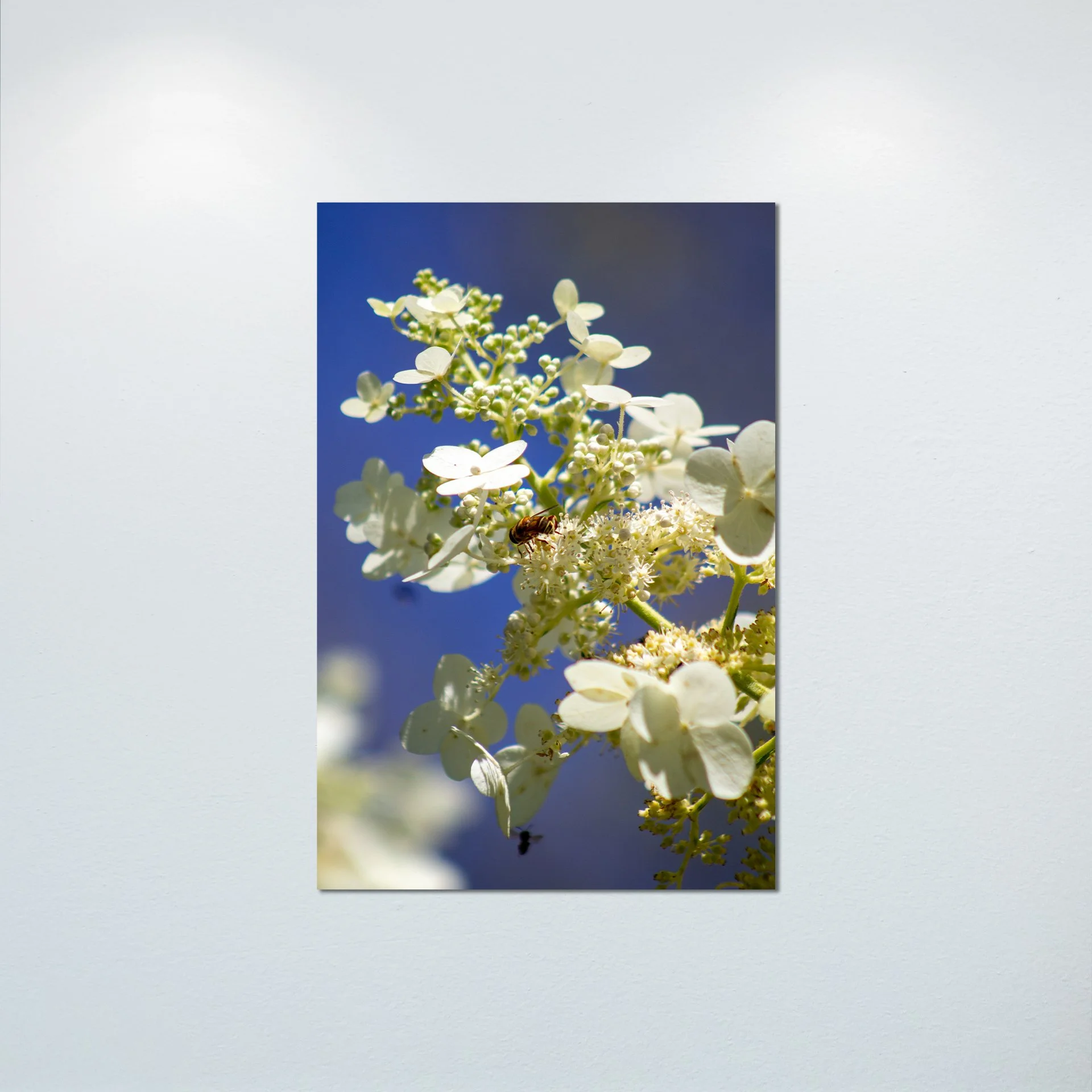 1:1 Pollinator in Sun- Poster & Canvas.jpg