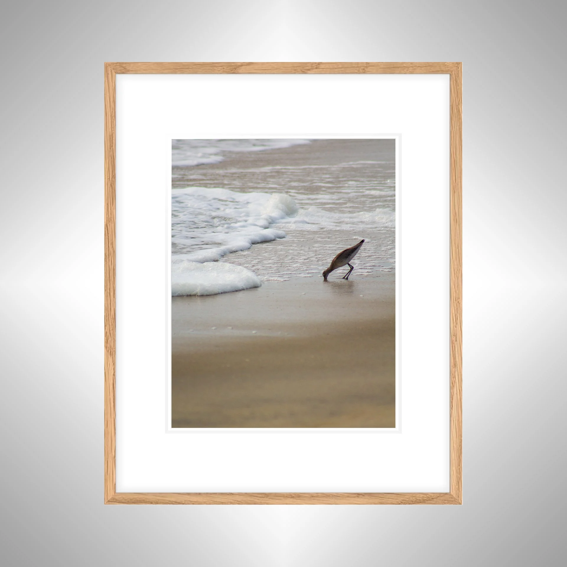 1:1 Willet at Beach Eating- White w: Border copy NATTY.jpg