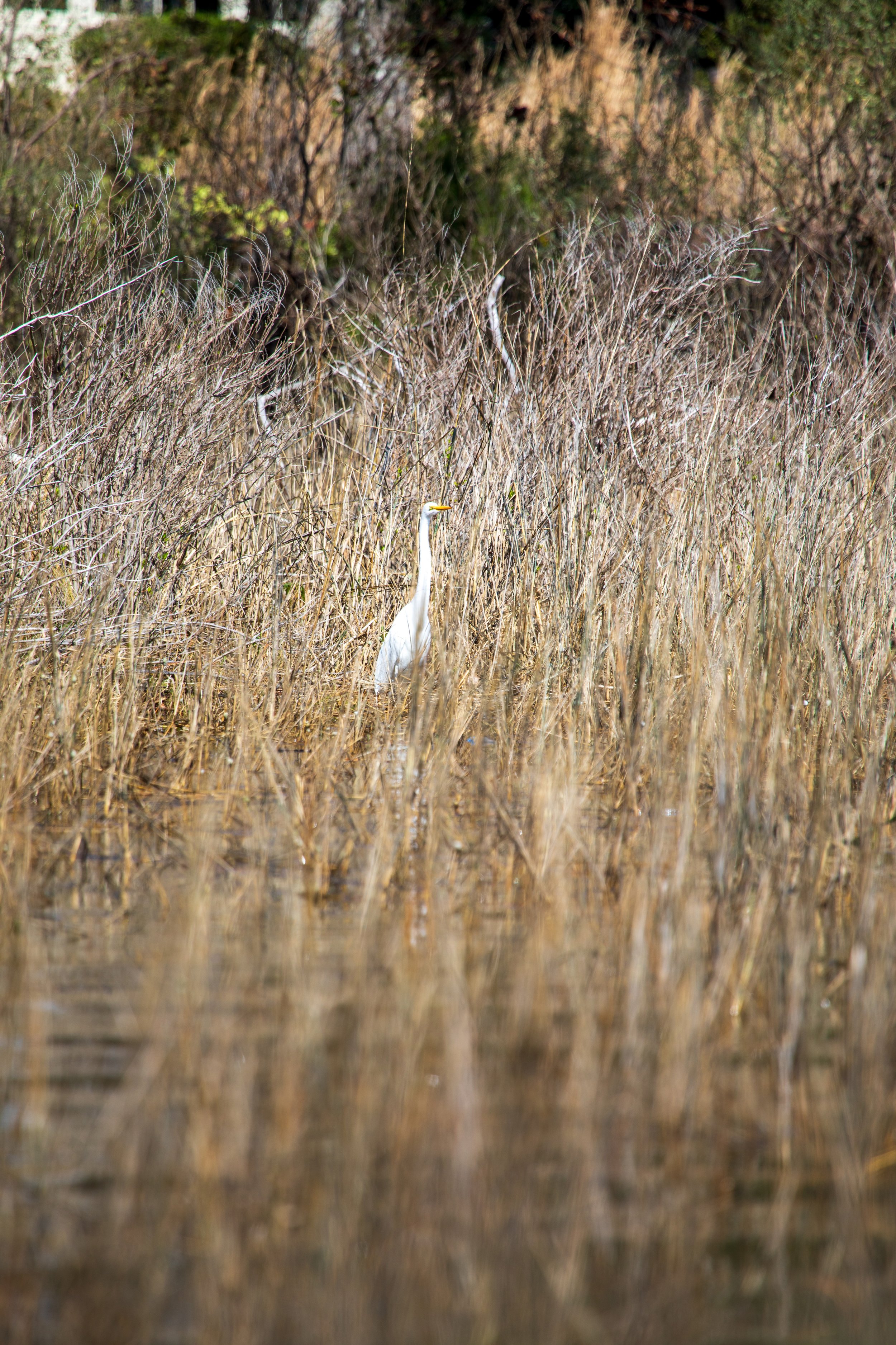 1:1 Wading Egret.jpg