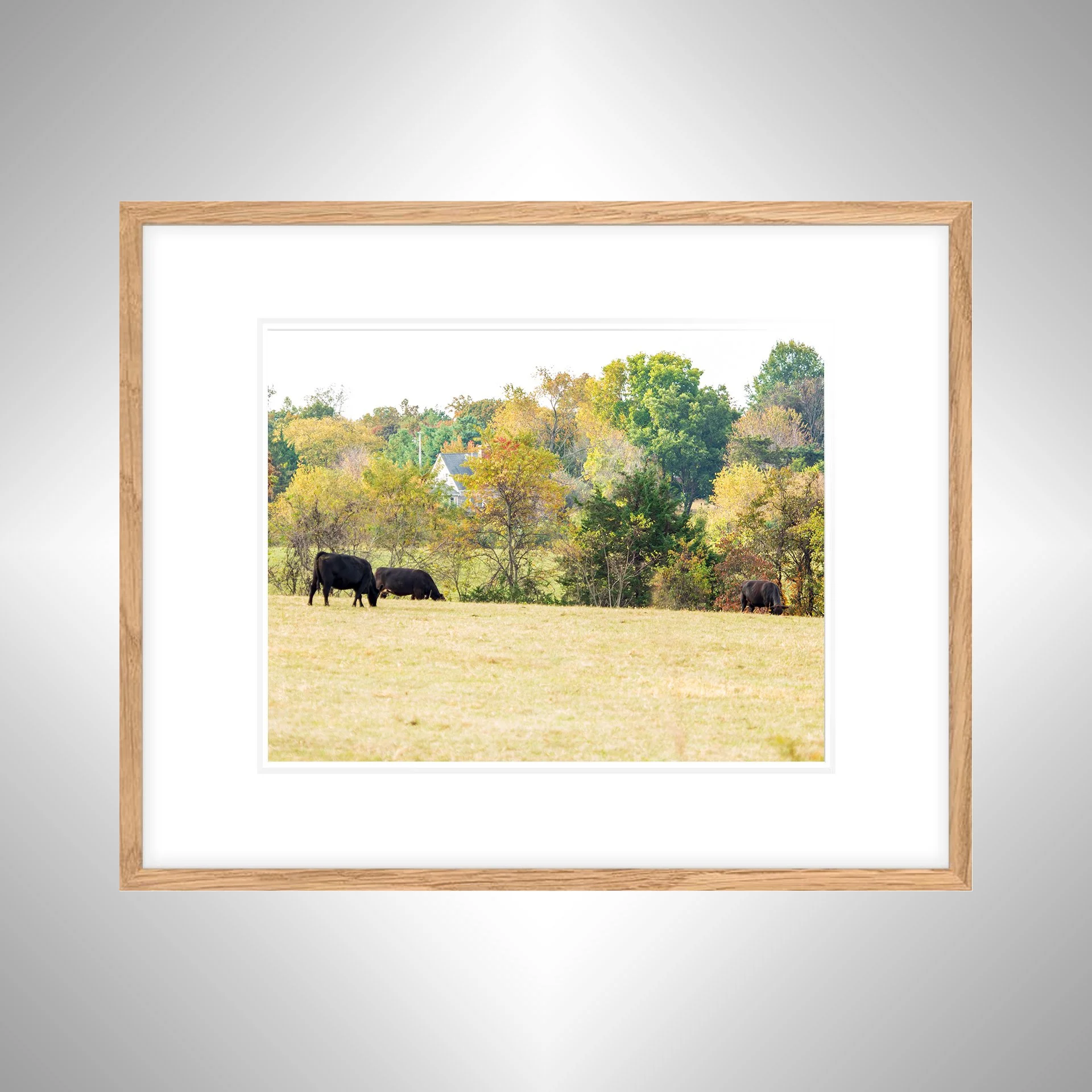 1:1 Shenandoah Grazers- White w: Border copy NATTY.jpg