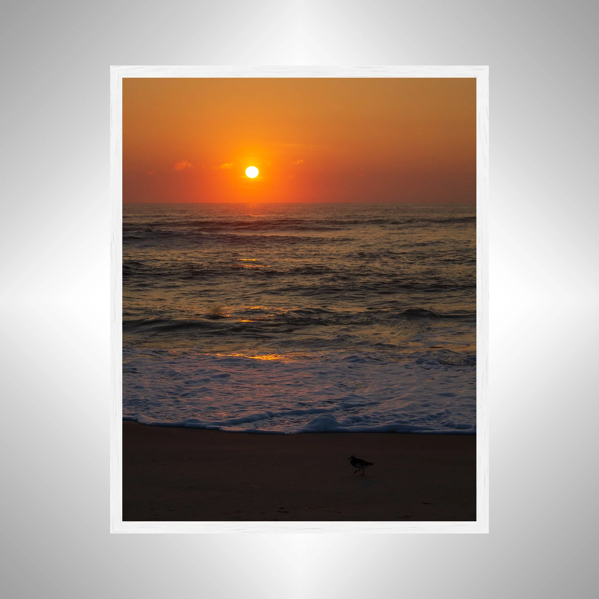 1:1 Sanderling at Sunrise- White.jpg