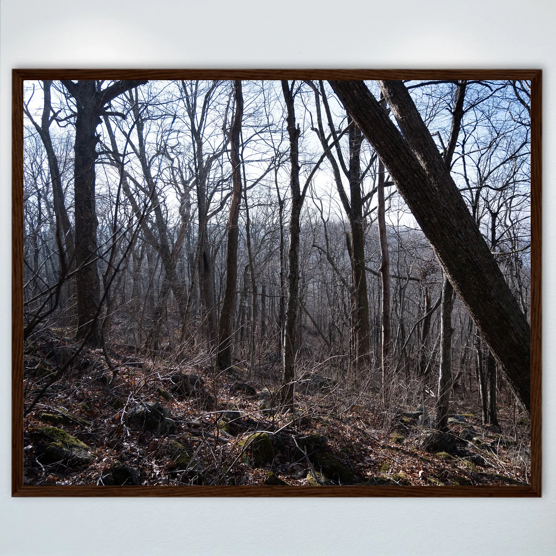 1:1 Shenandoah Trees- Wood.jpg