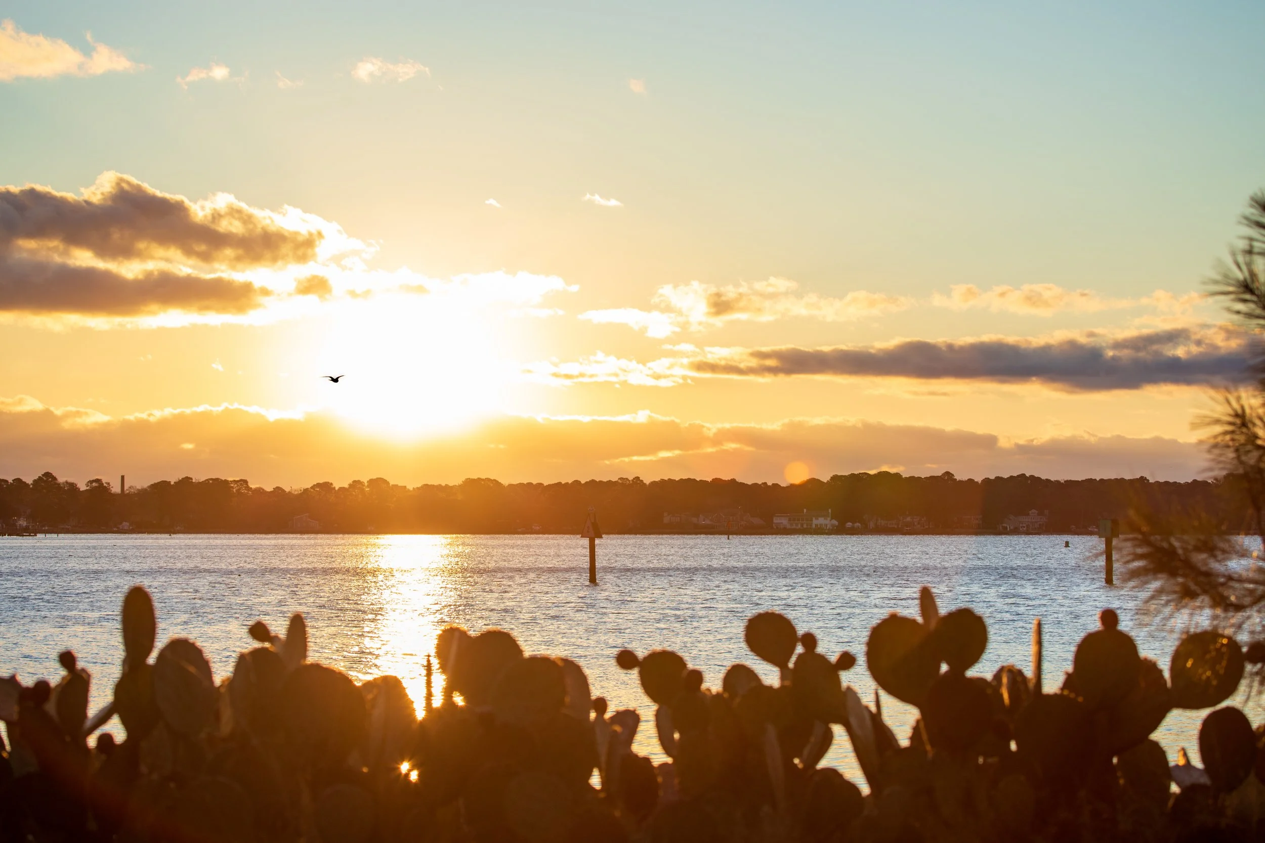 1:1 Seagull at Sunrise on the Lafayette.jpg