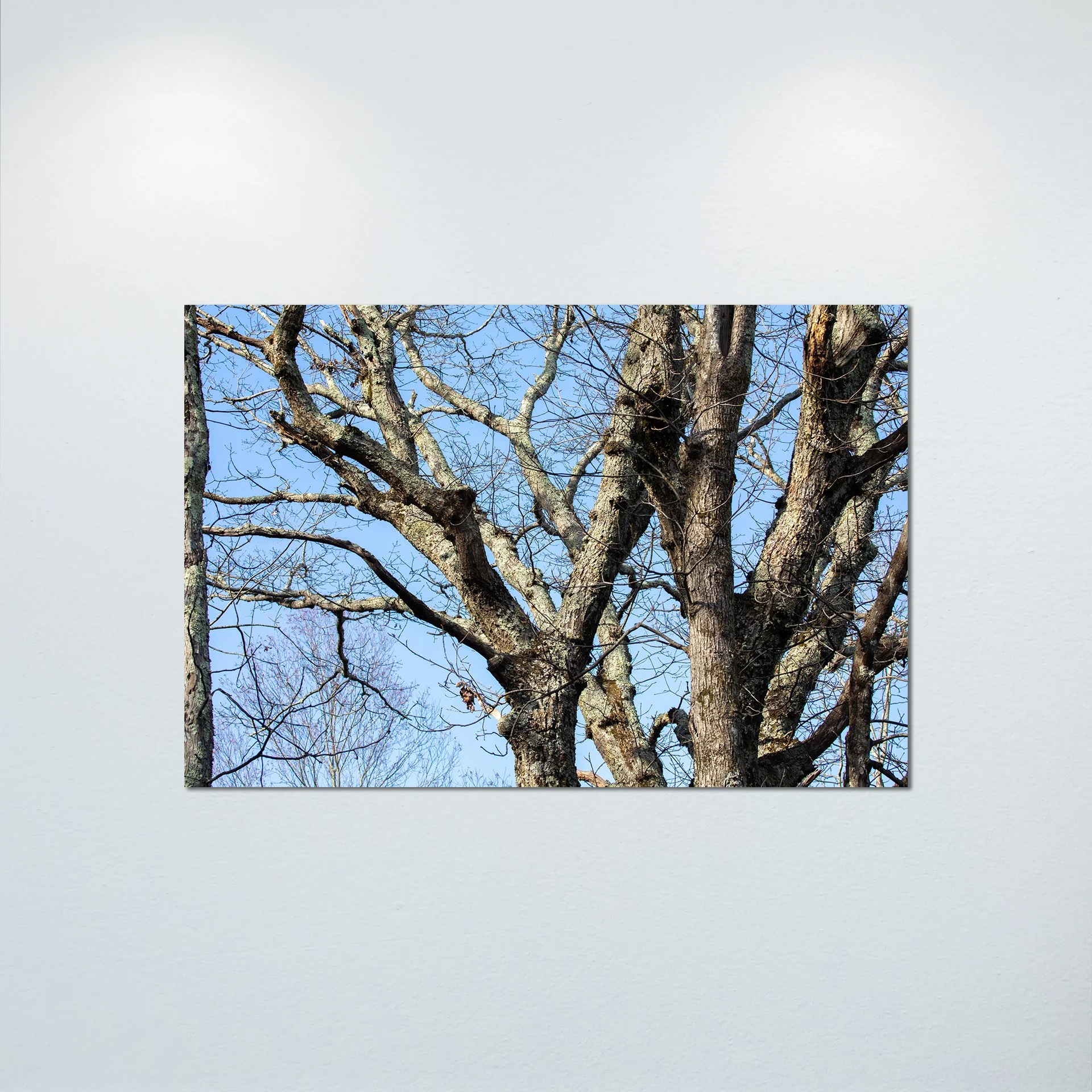 1:1 Trees at the Shenandoah National Park- Poster & Canvas.jpg