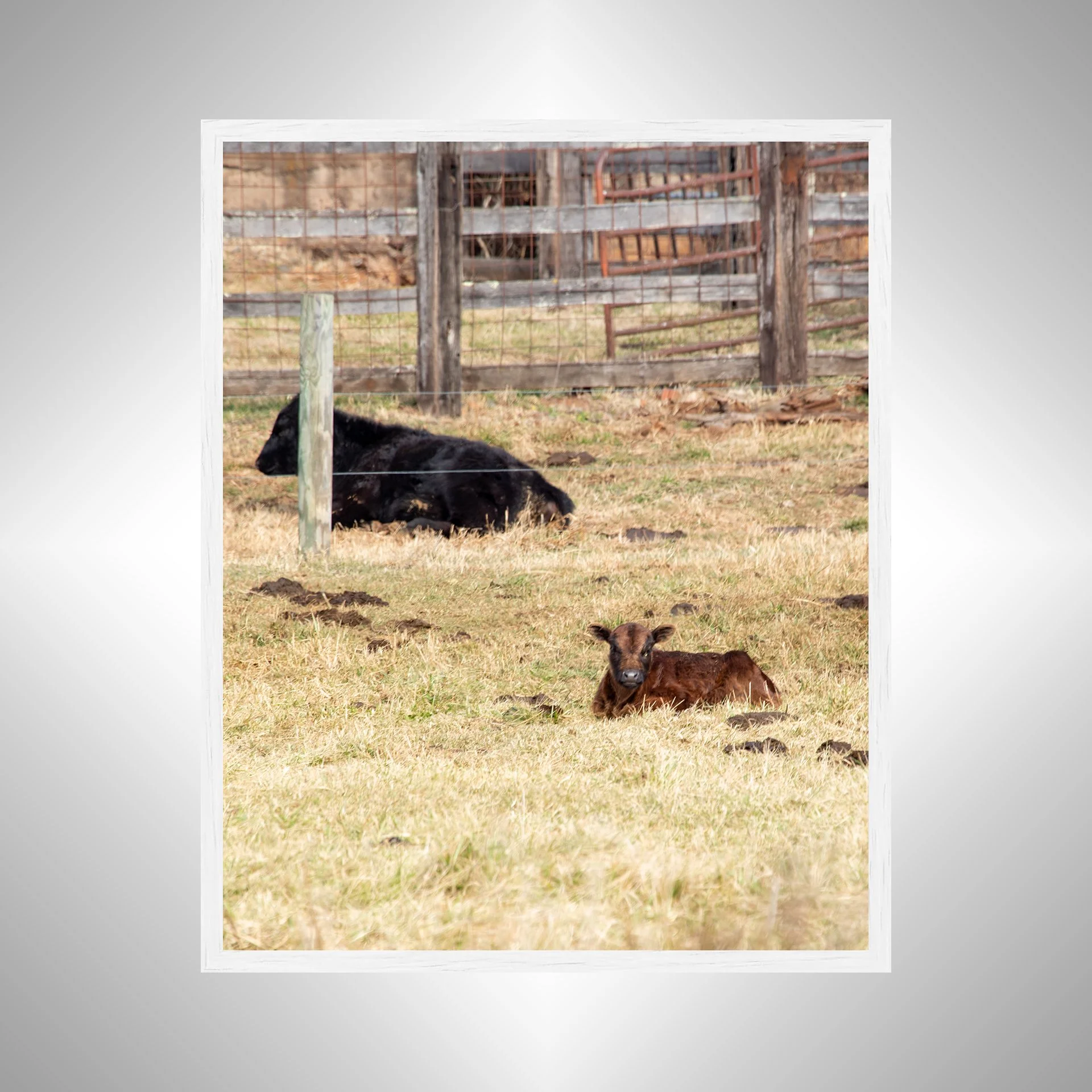 1:1 Calf Lying- White Wood.jpg