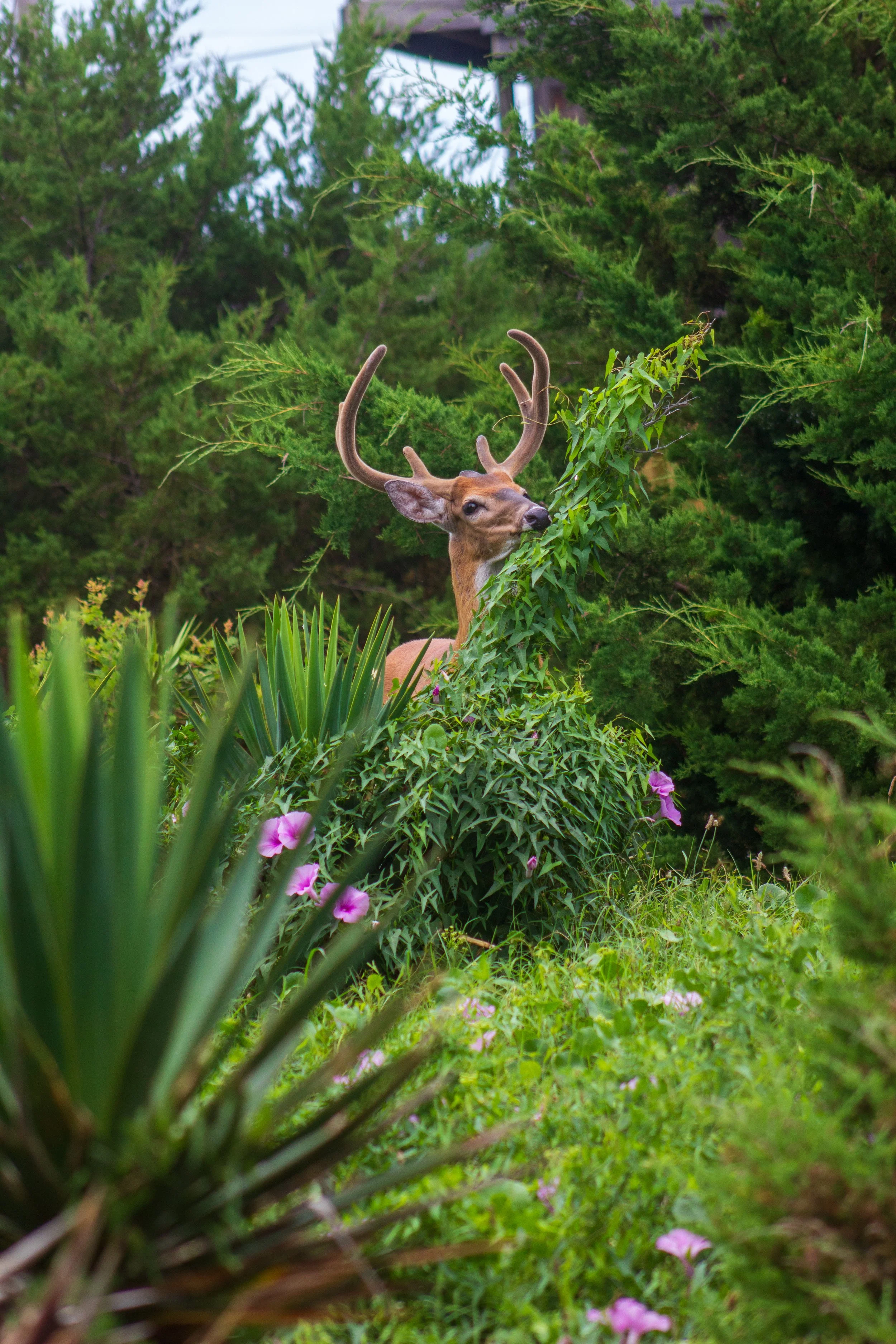 1:1 Deer Eating in Rodanthe.jpg