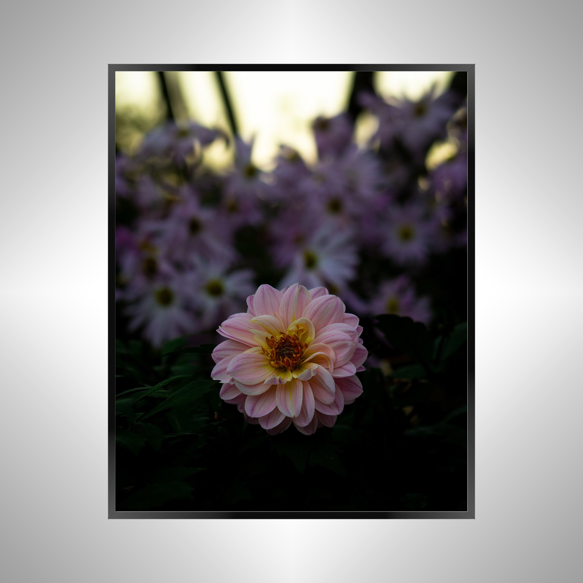 1/10 Pink Dahlia at Botanical Gardens