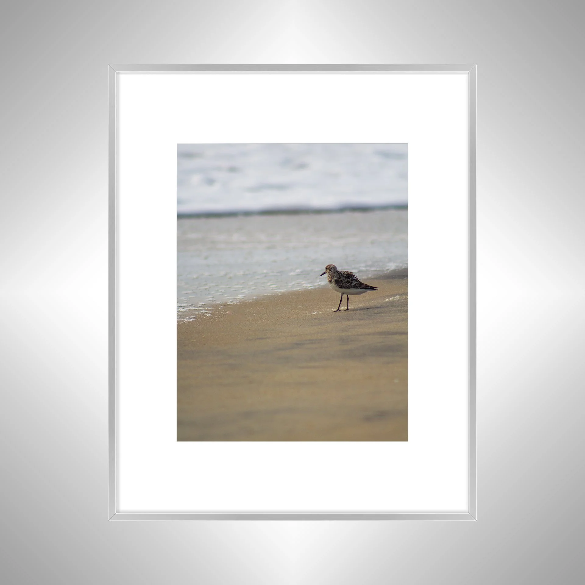 1:10 Sanderling at the Beach- Silver w: Border.jpg