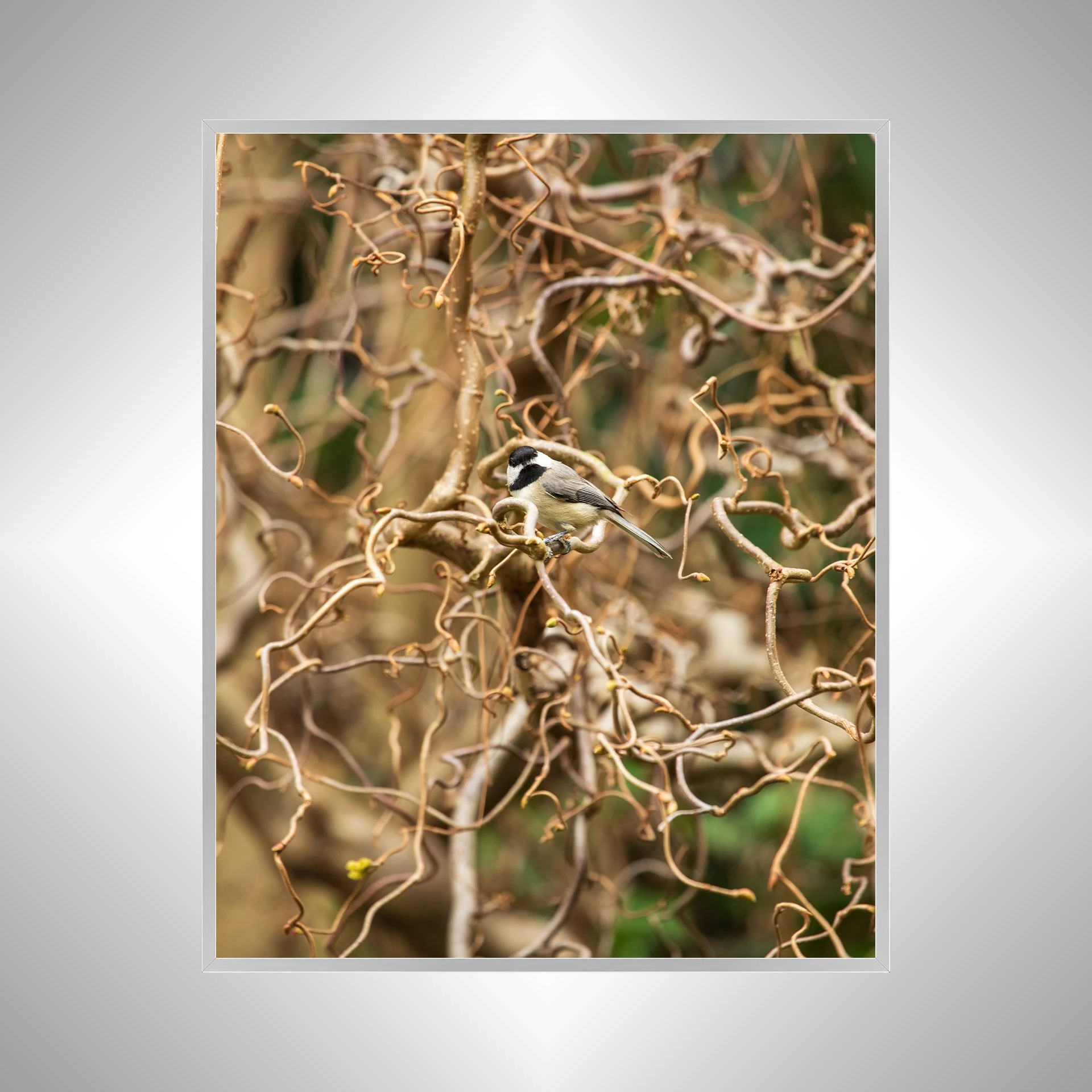 1:1 Carolina Chickadee Staredown- Silver Metal.jpg