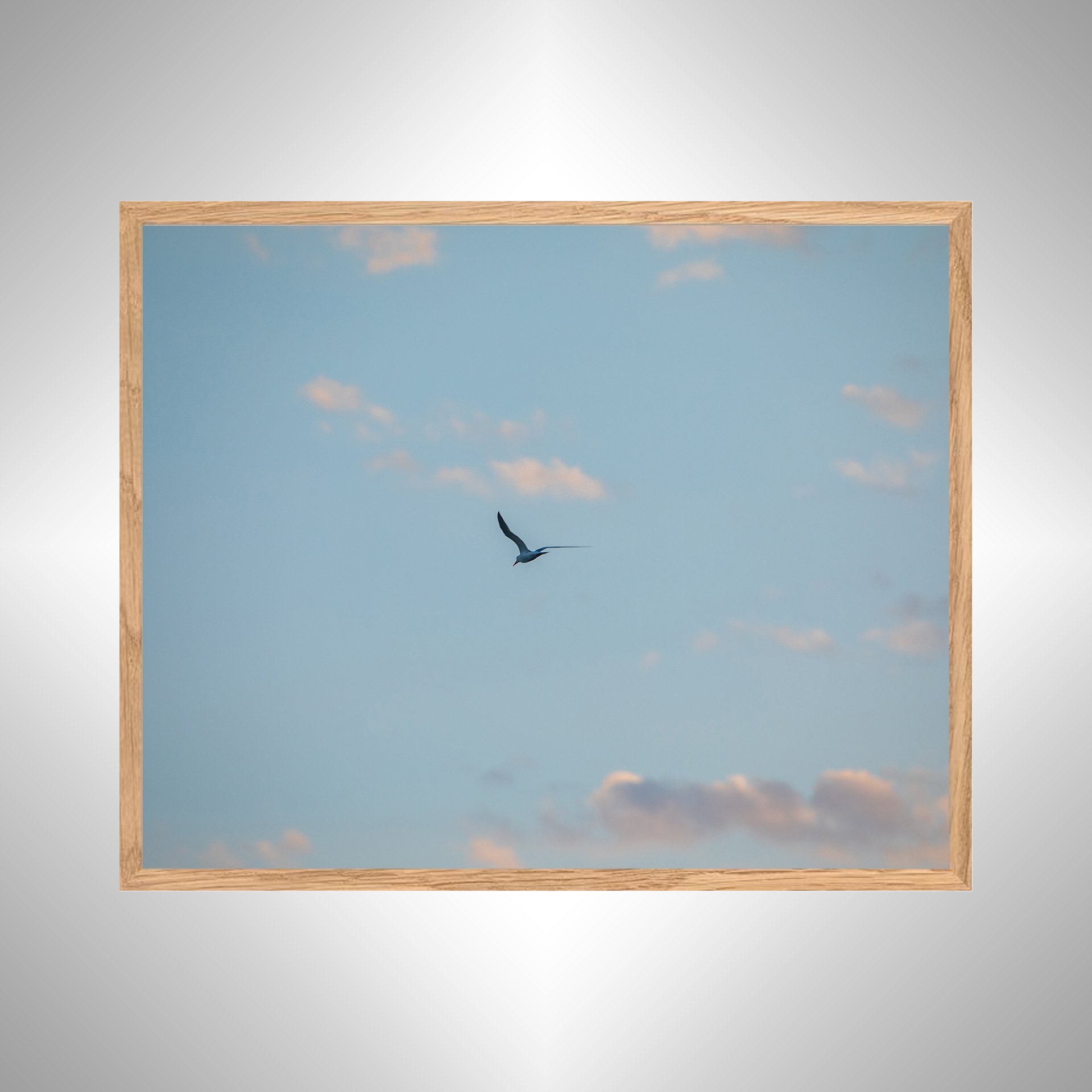 1:1 Seagull + Pink Clouds- White copy NATTY.jpg