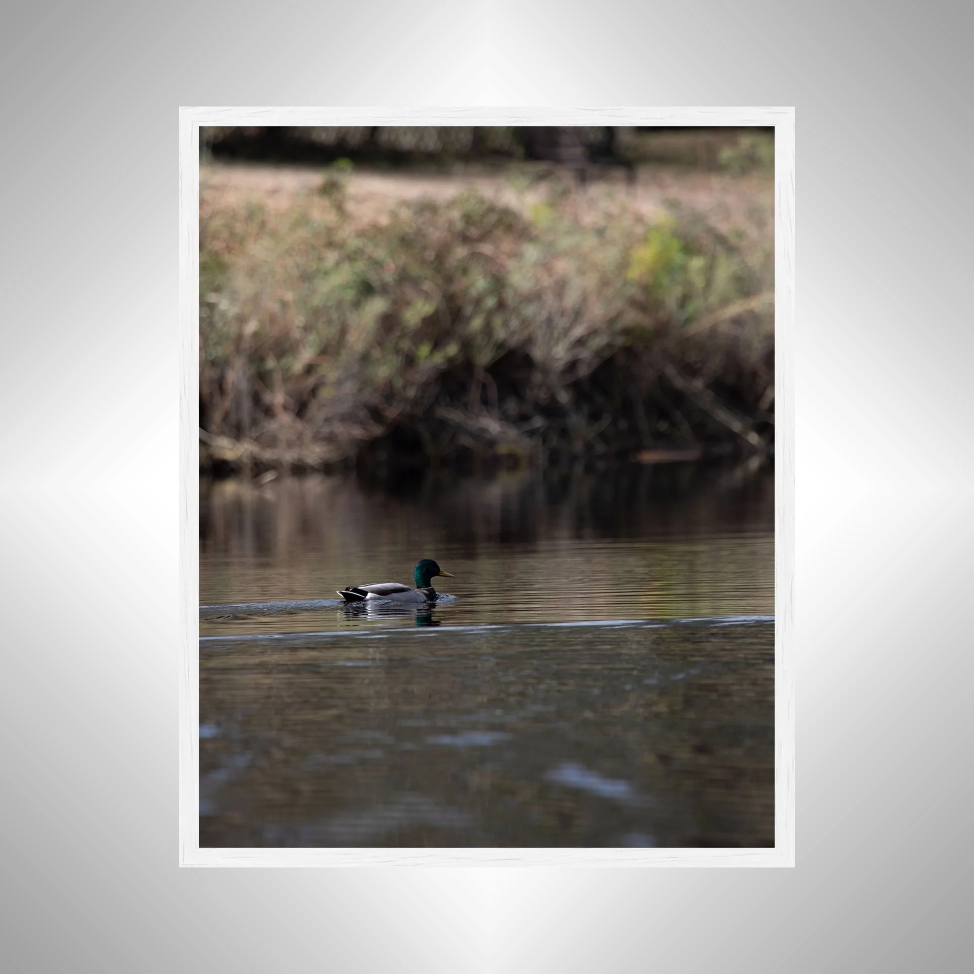 1:10 Duck at Seashore State Park- White.jpg