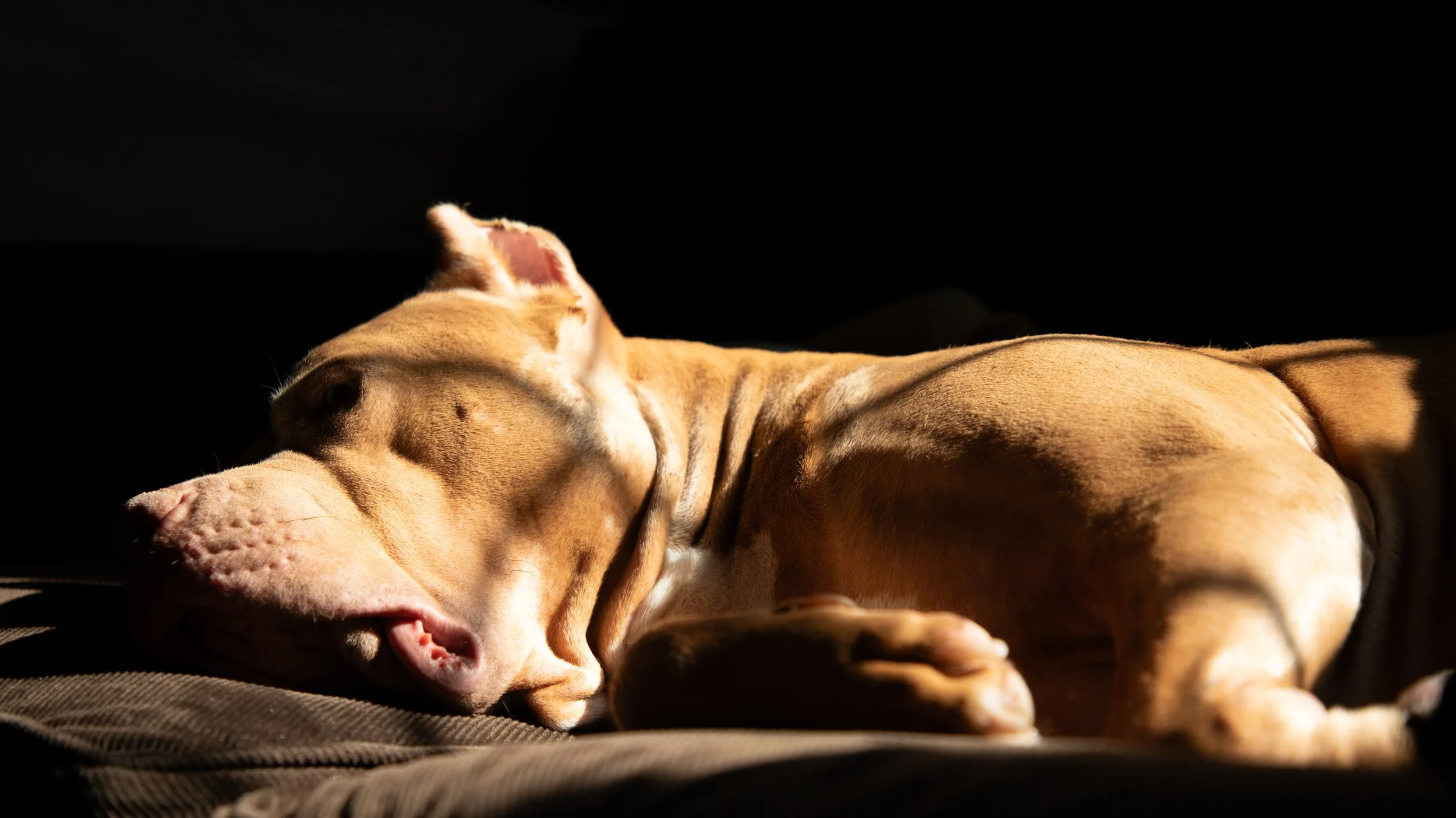 Pope Sunlit Sleeping on Couch1.jpg
