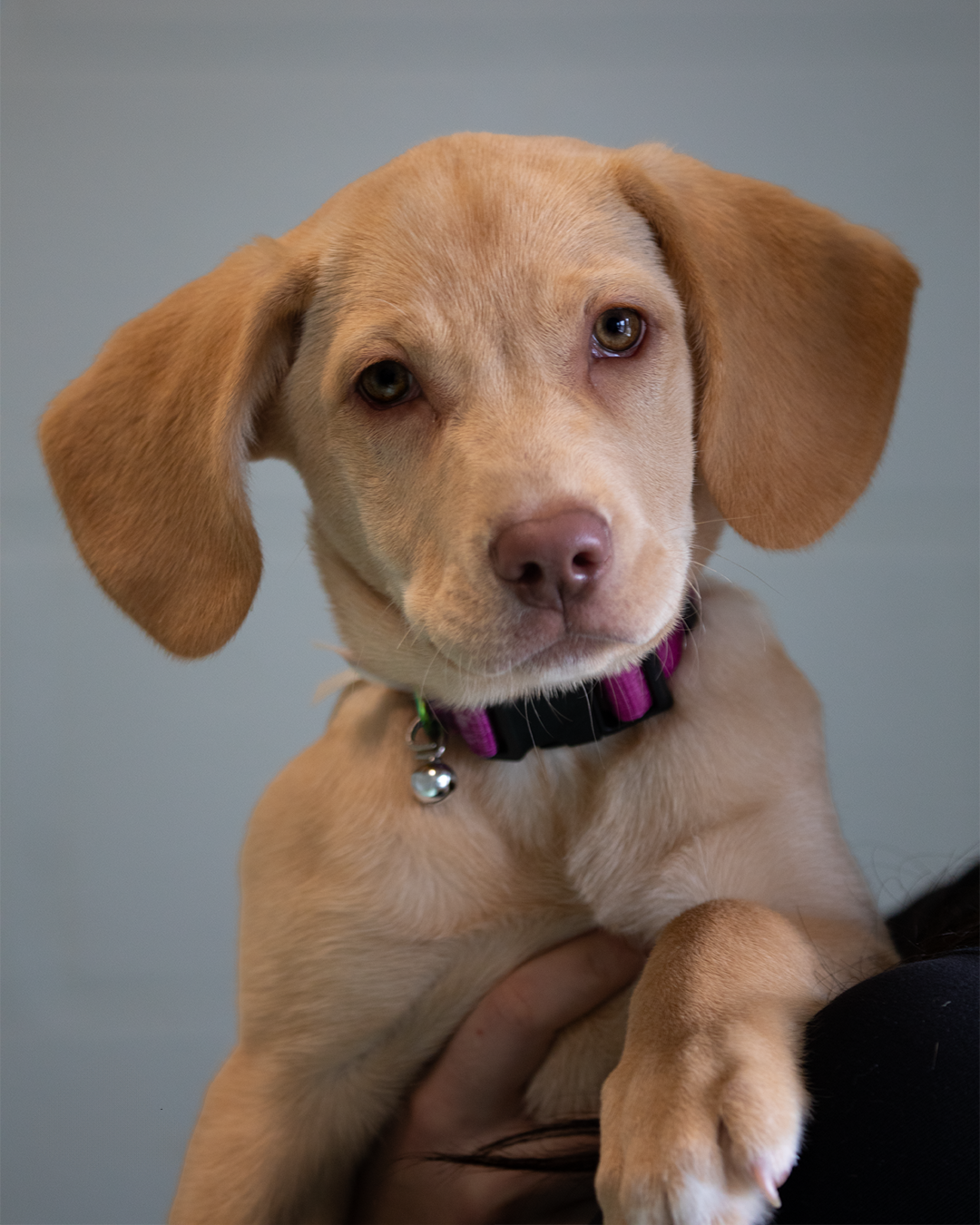 Final- Olive Oil.png