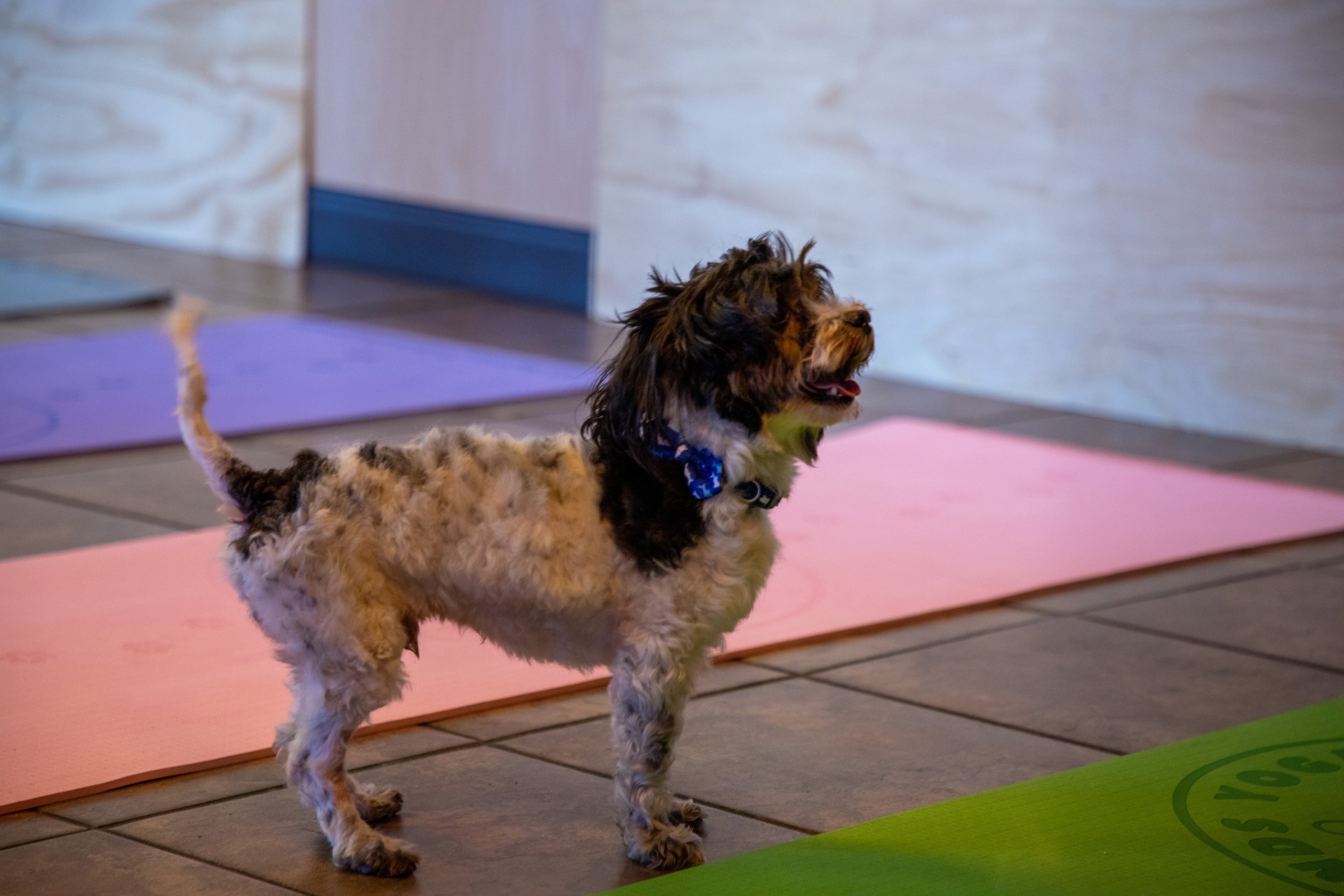 Marketing and Event Photography by Will Locke. A small dog with curly fur, black and tan coat, and wearing a blue bandana, standing on a yoga mat in a room with wooden floor, pastel-colored mats, and a wooden door.