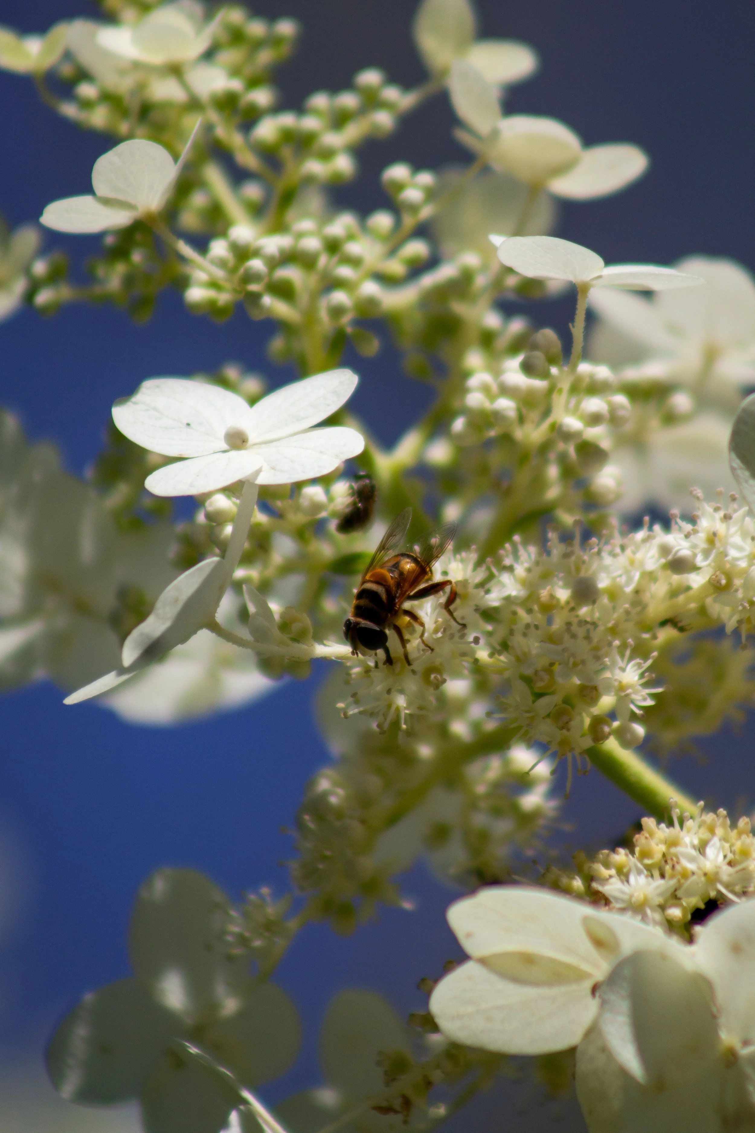 1:1 Pollinator in Norfolk.jpg