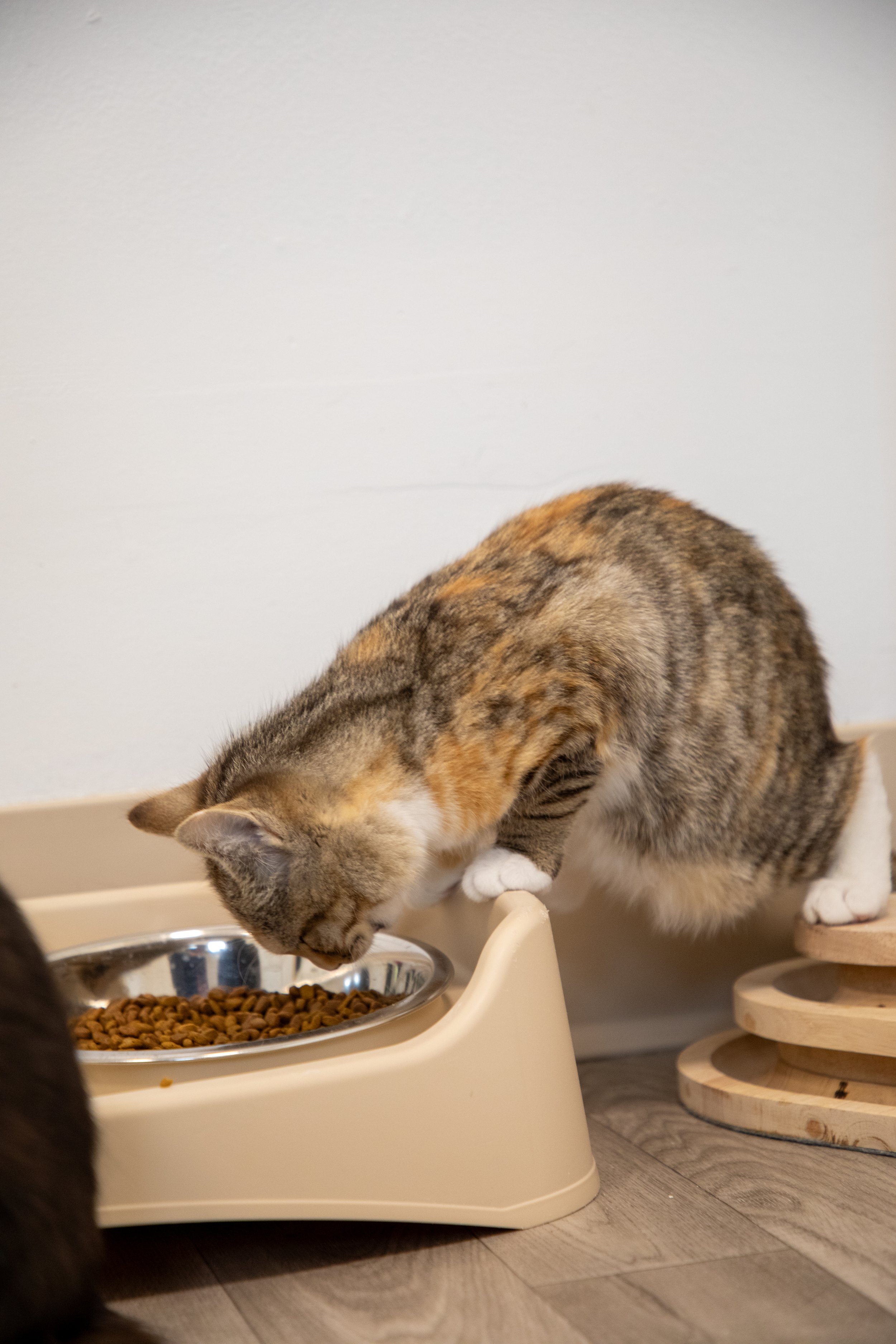 Will Locke Pet Photography- Hope For Life 12:28:2025 111.jpg