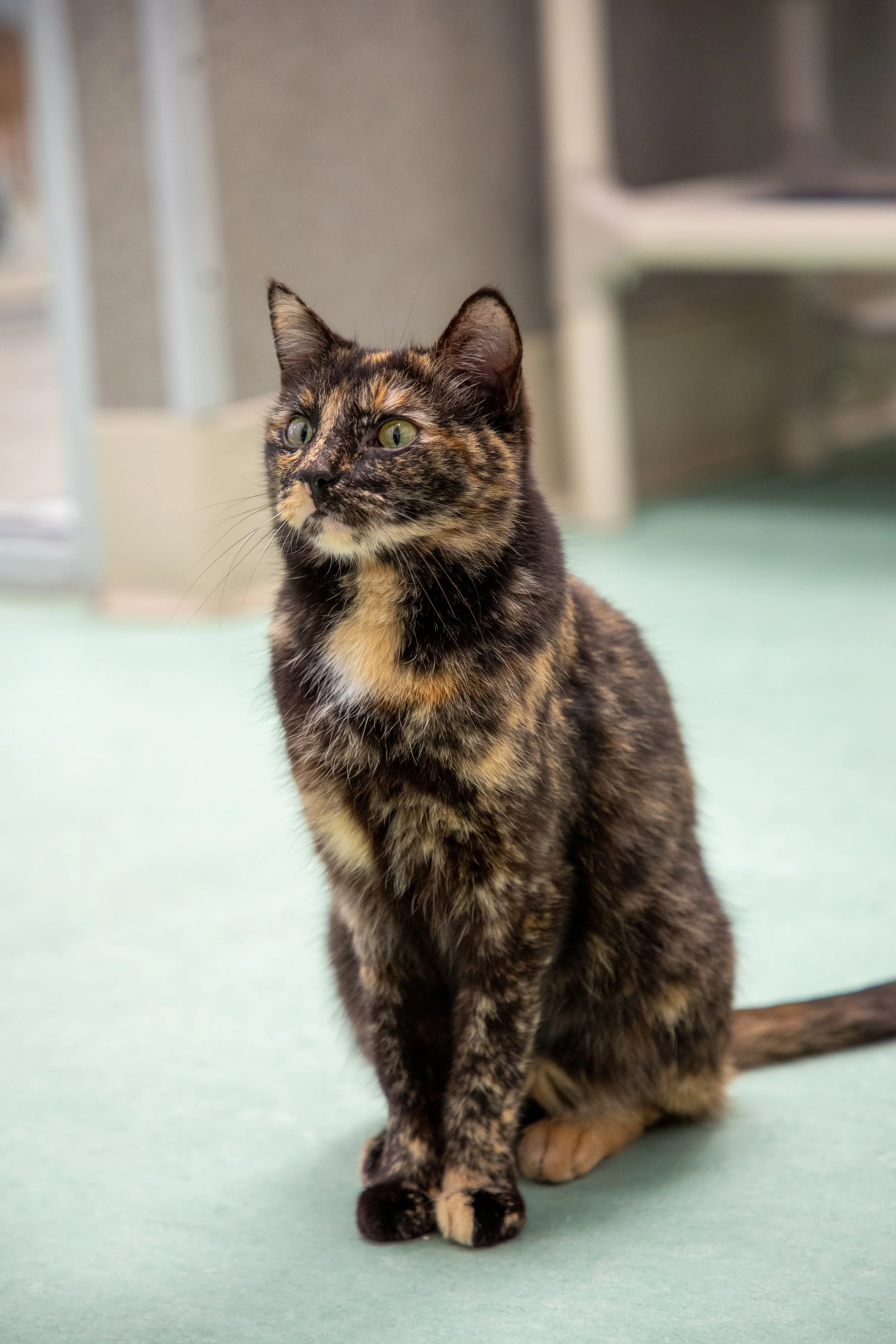 Will Locke Pet Photography- Hope For Life 12:28:2025 123.jpg