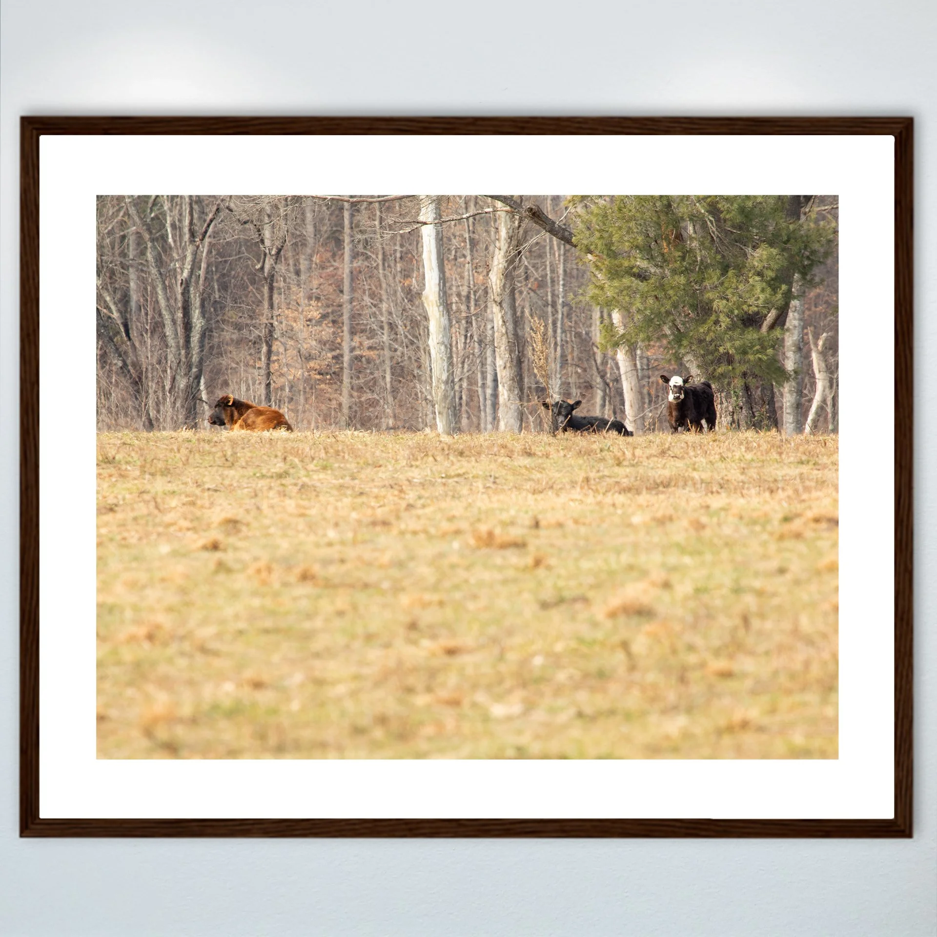 1:10 Cows on Shenandoah Hill- Wood w: Border.jpg