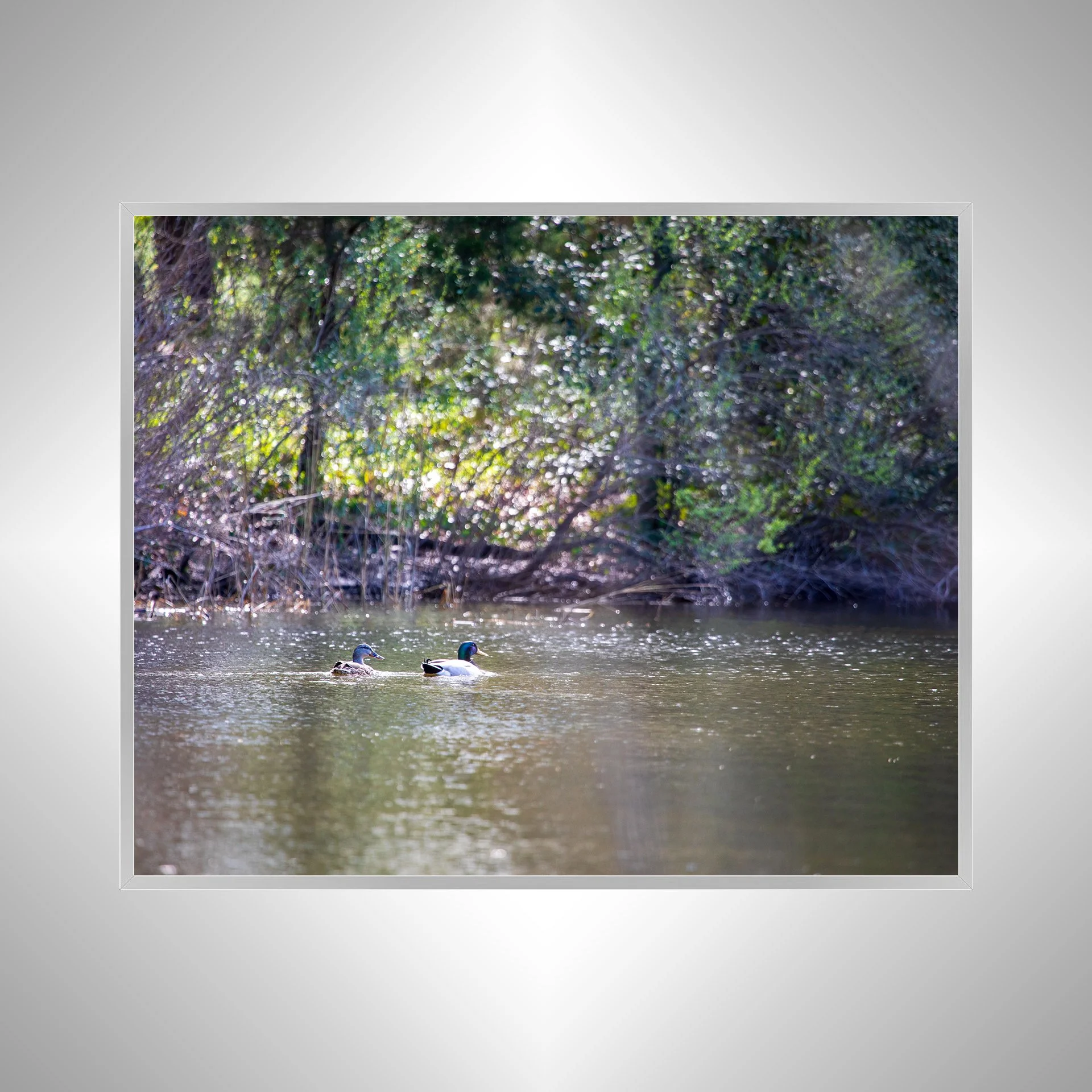 1:10 Duck Couple at First Landing Statepark- Silver.jpg