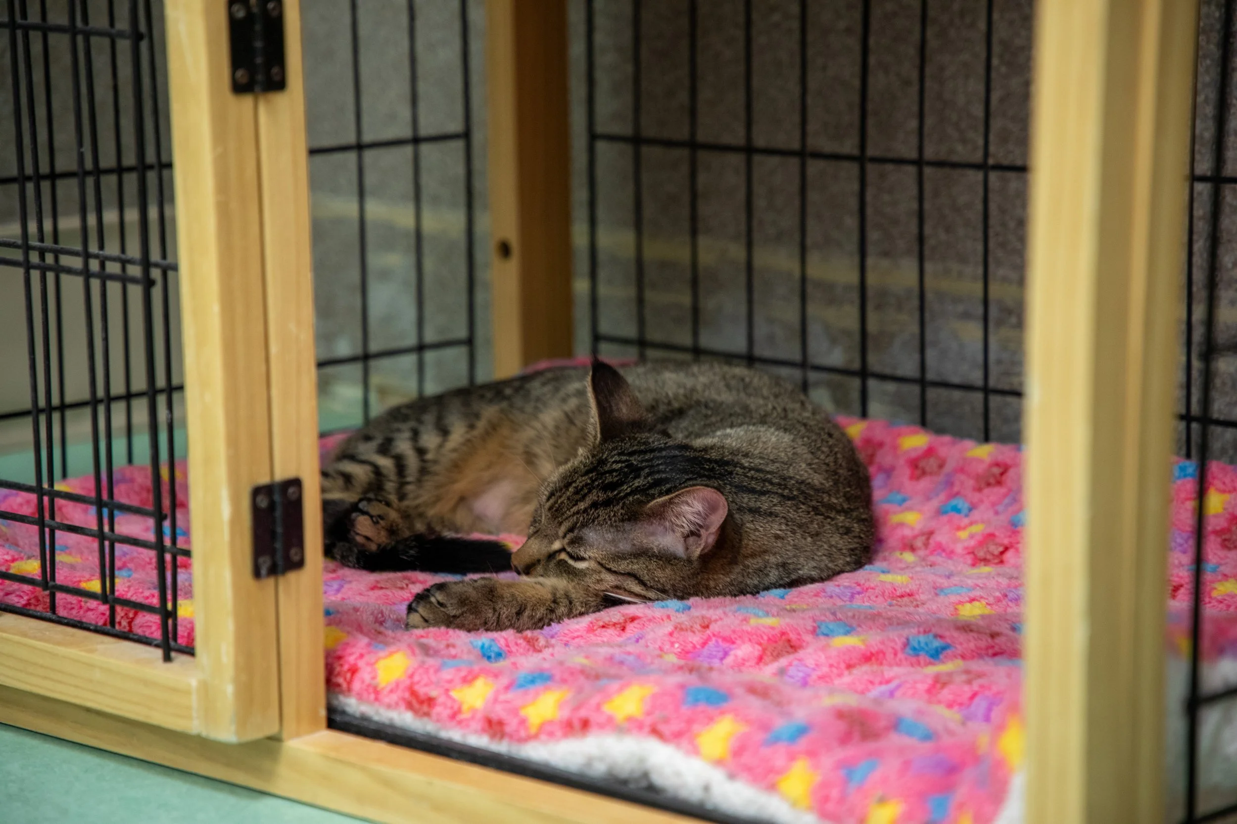 Will Locke Pet Photography- Hope For Life 12_28_2025 38.jpg