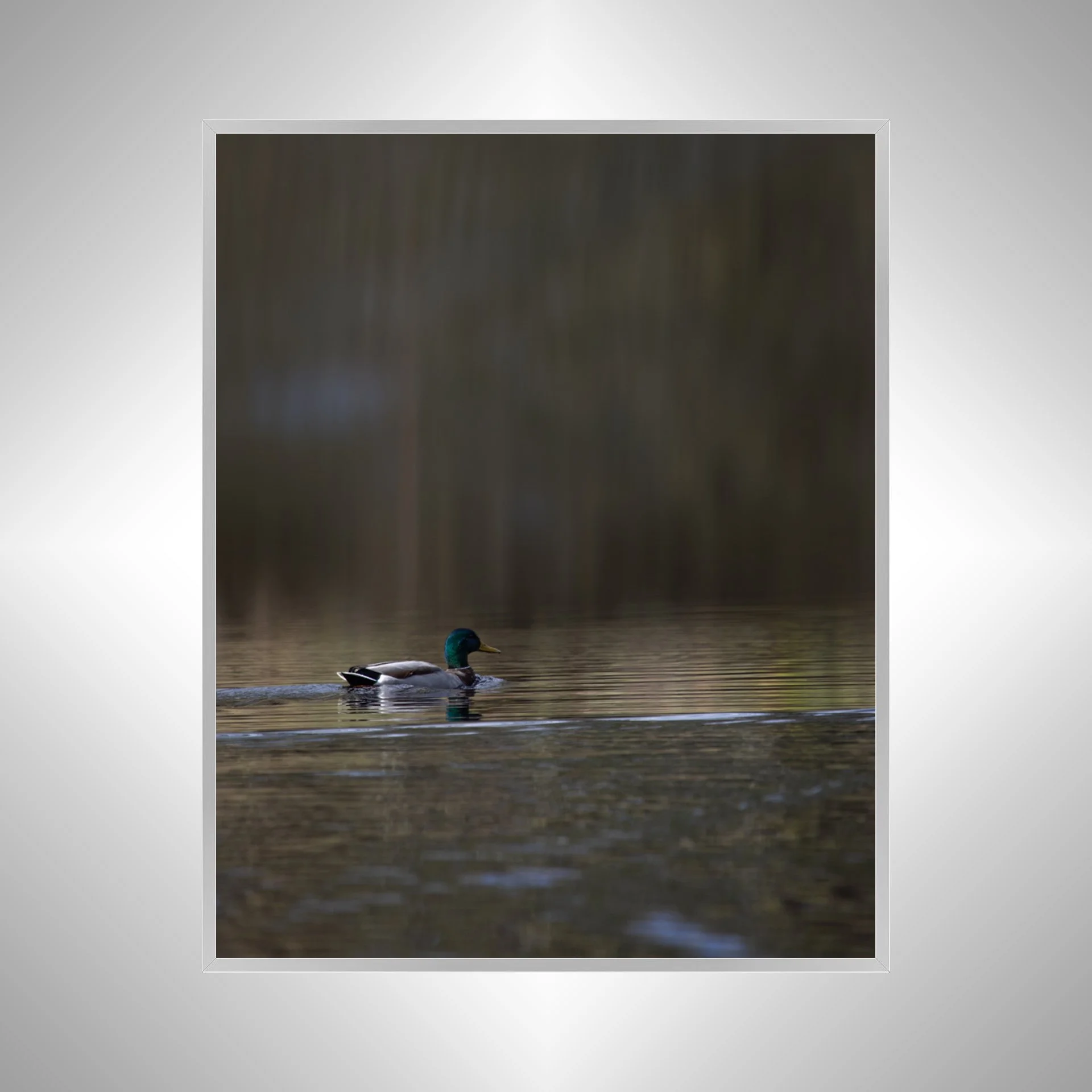 1:1 Duck at Seashore State Park Edit- Silver Metal.jpg