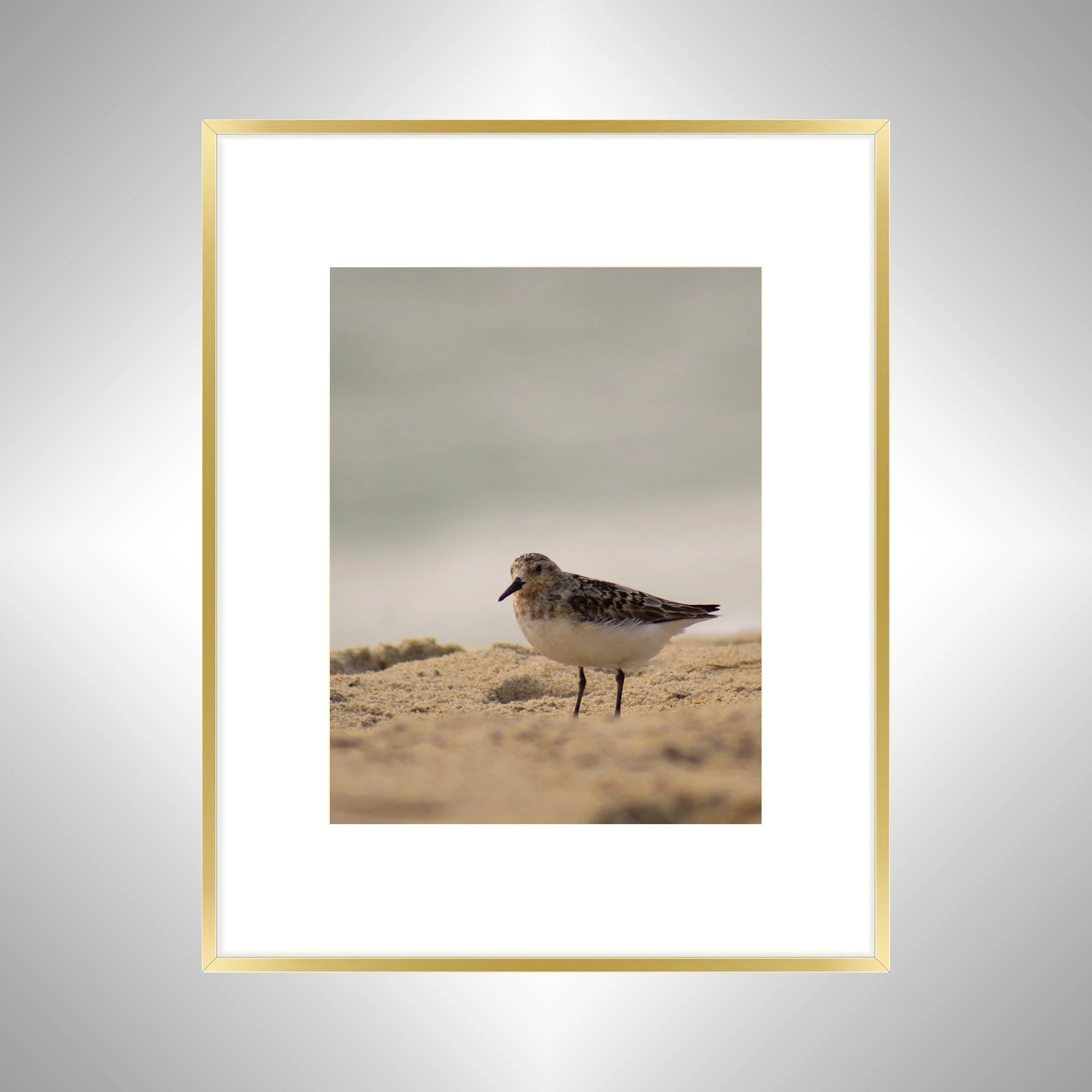 1:10 Sanderling Photoshoot in Rodanthe- Gold w: Border.jpg