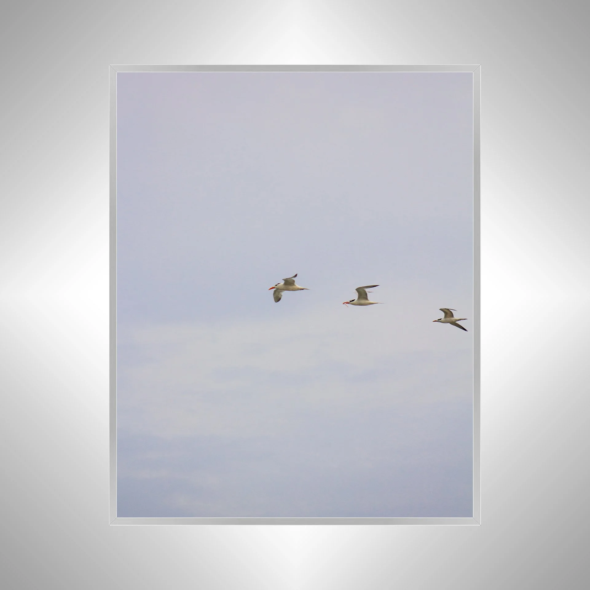1:1 Trio of Common Tern with Fish- Silver.jpg