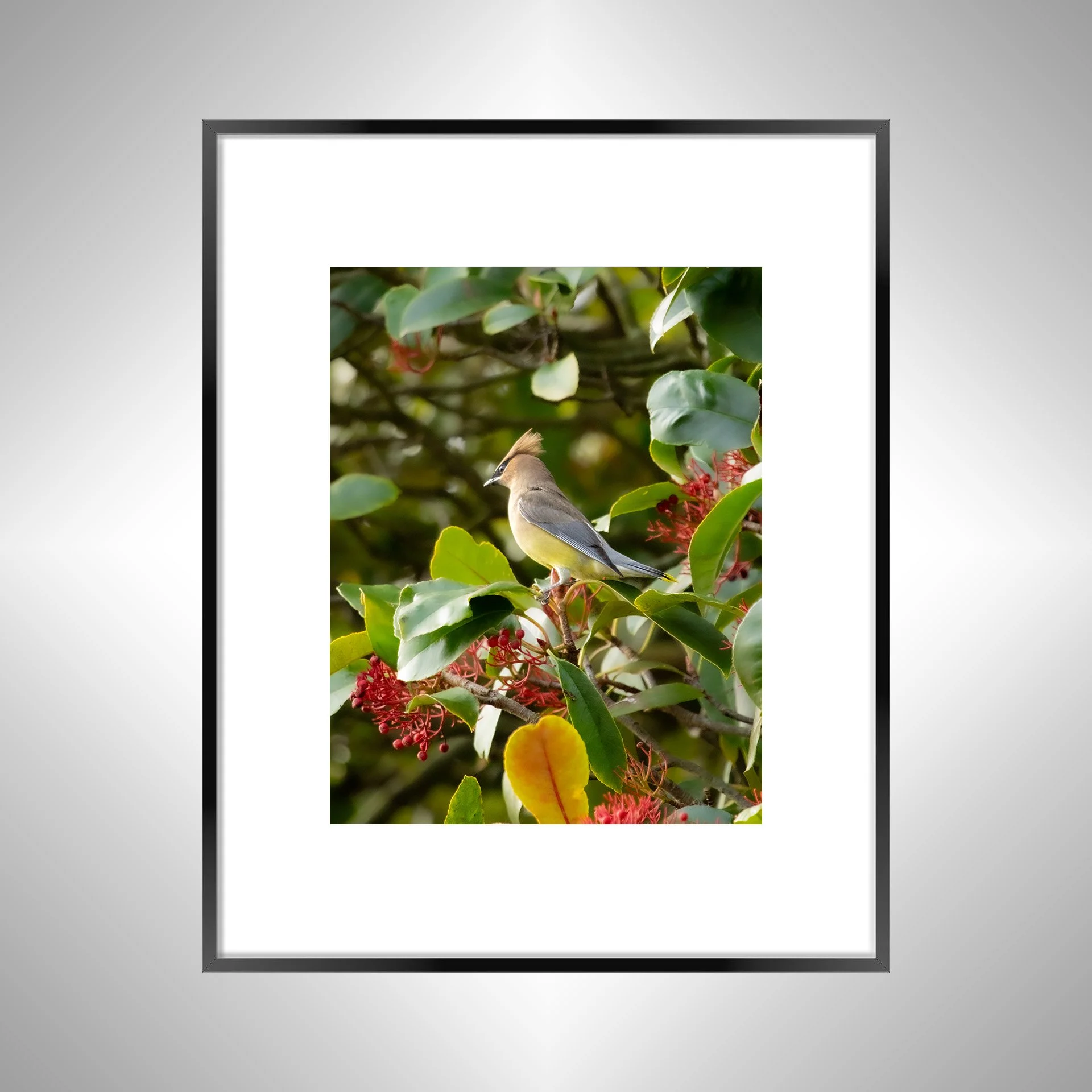 1:10 Cedar Waxwing Perched- Black w: Border.jpg