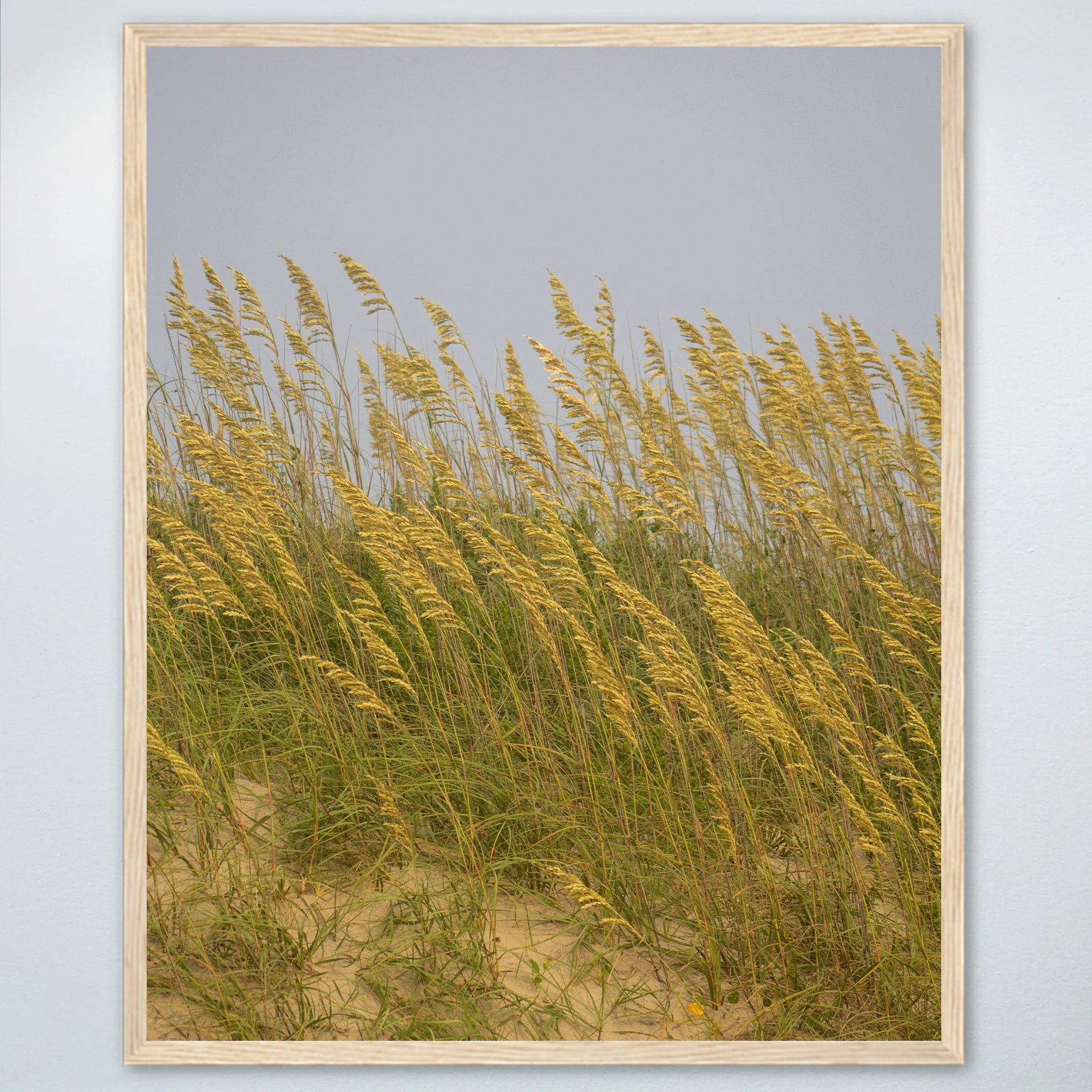 1:1 Rodanthe Dune Oats (Portrait)- Wood.jpg