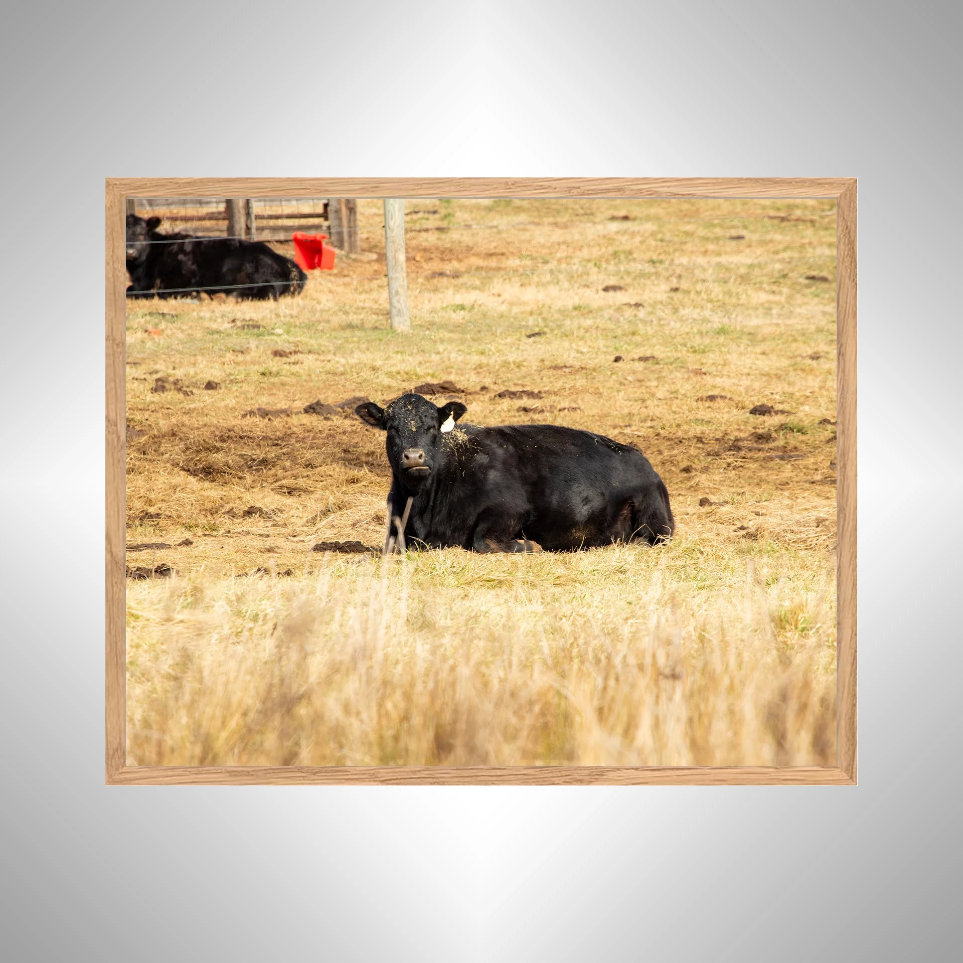 1:1 Dirty Cow Grazing- White Wood copy NATTY.jpg