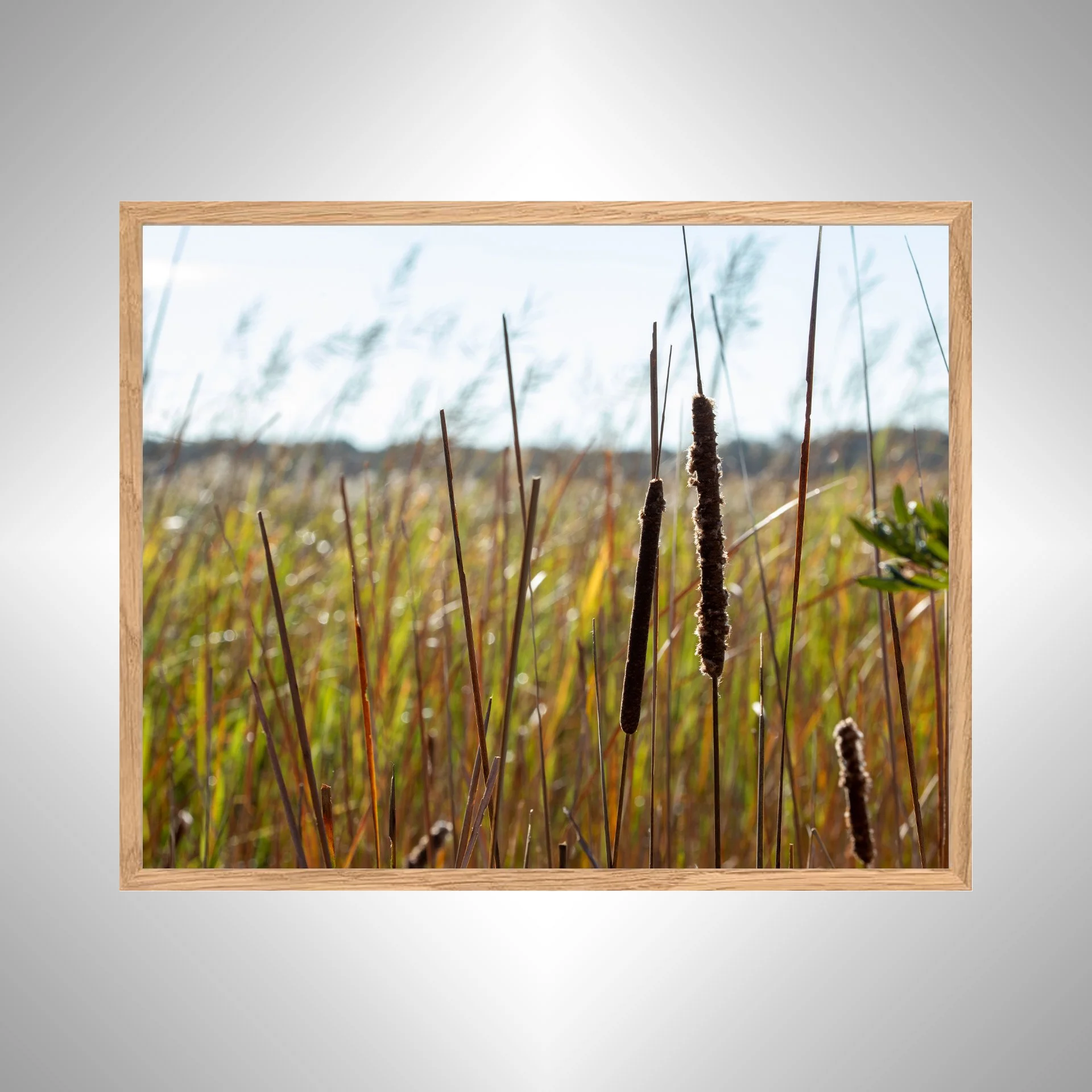 1:1 Back Bay Cattails- White Wood copy NATTY.jpg