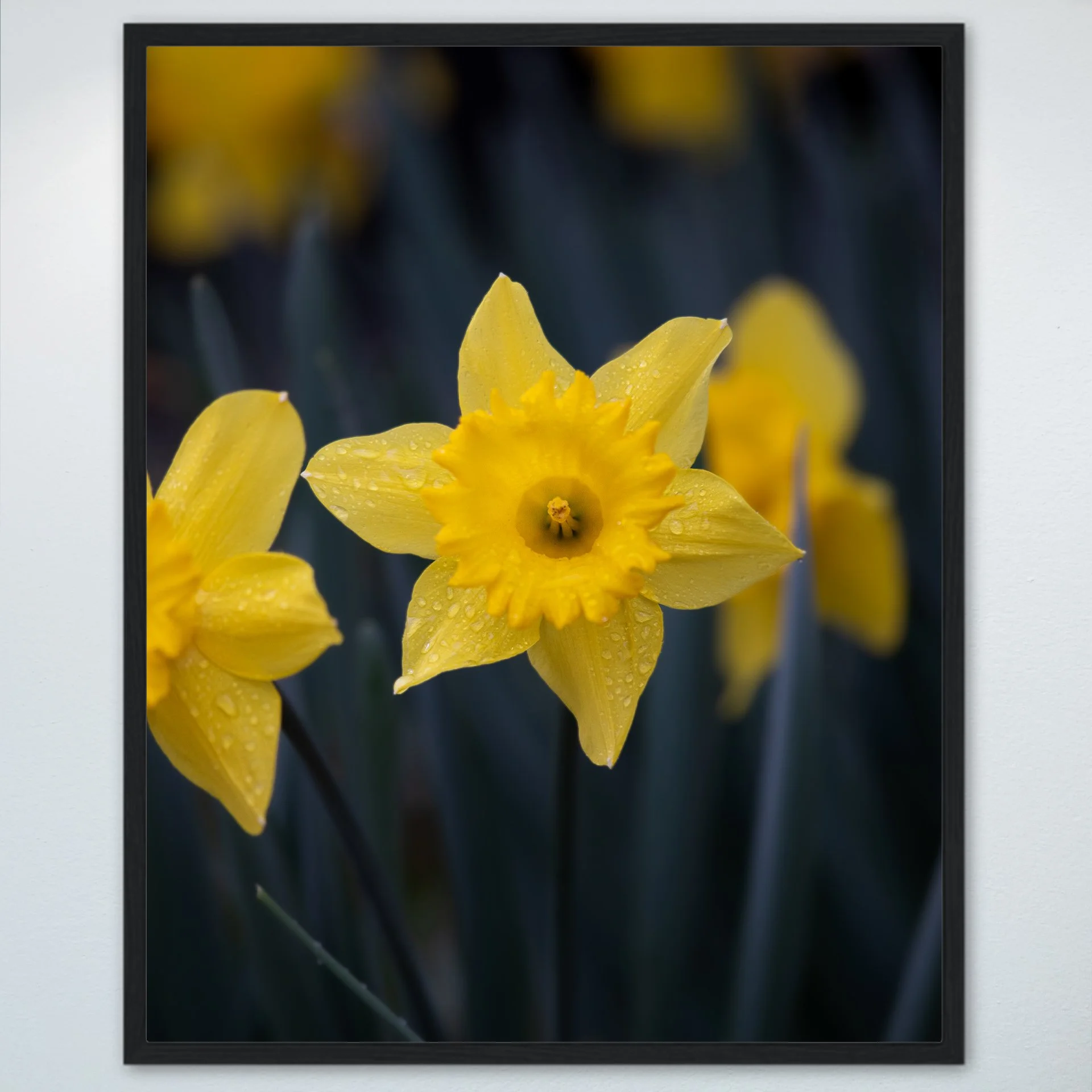 1:10 Yellow King Alfred Daffodil Narcissus- Wood.jpg